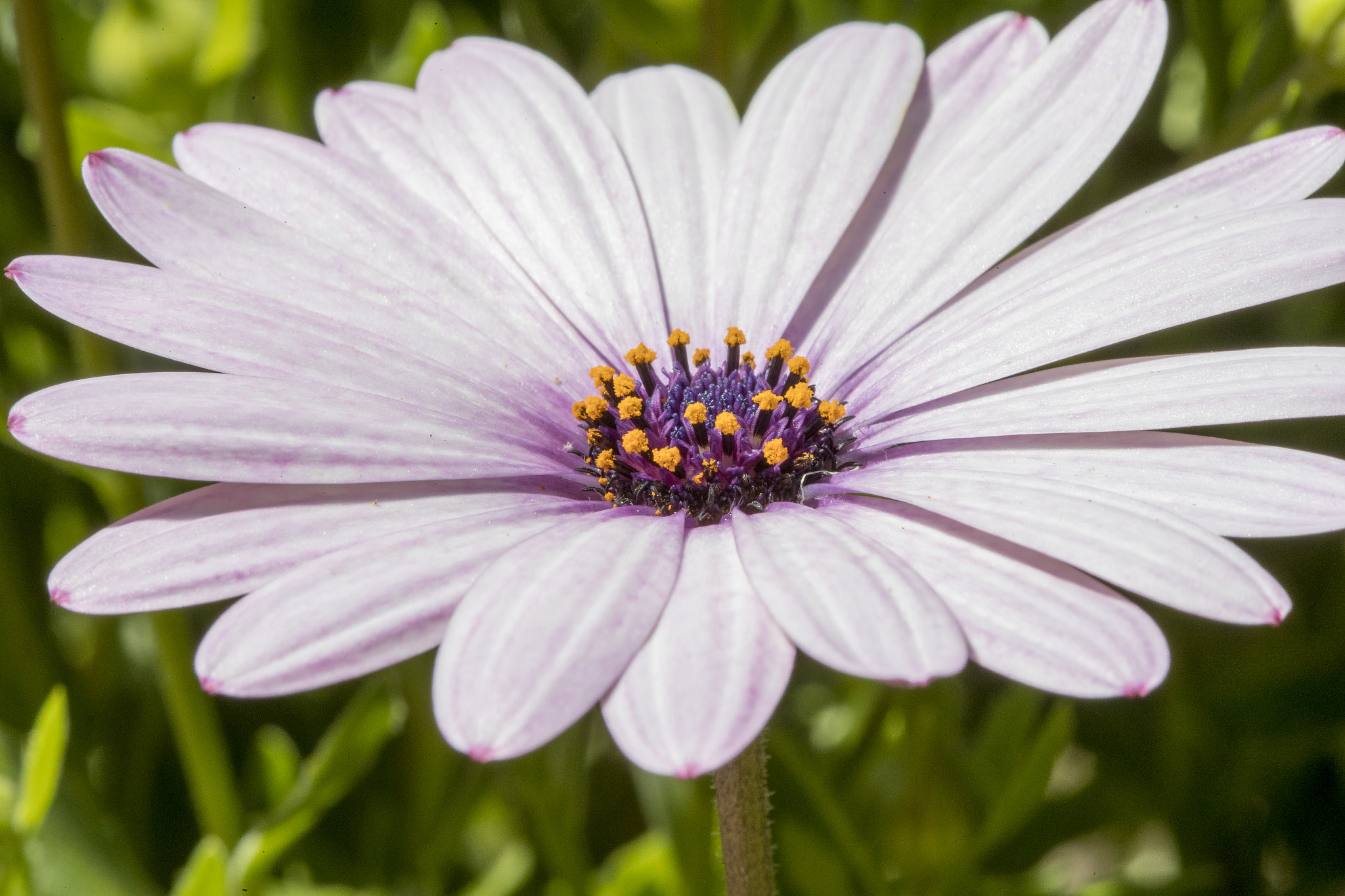 Canon EF 100mm F2.8 Macro USM sample photo. Springtime in sydney photography