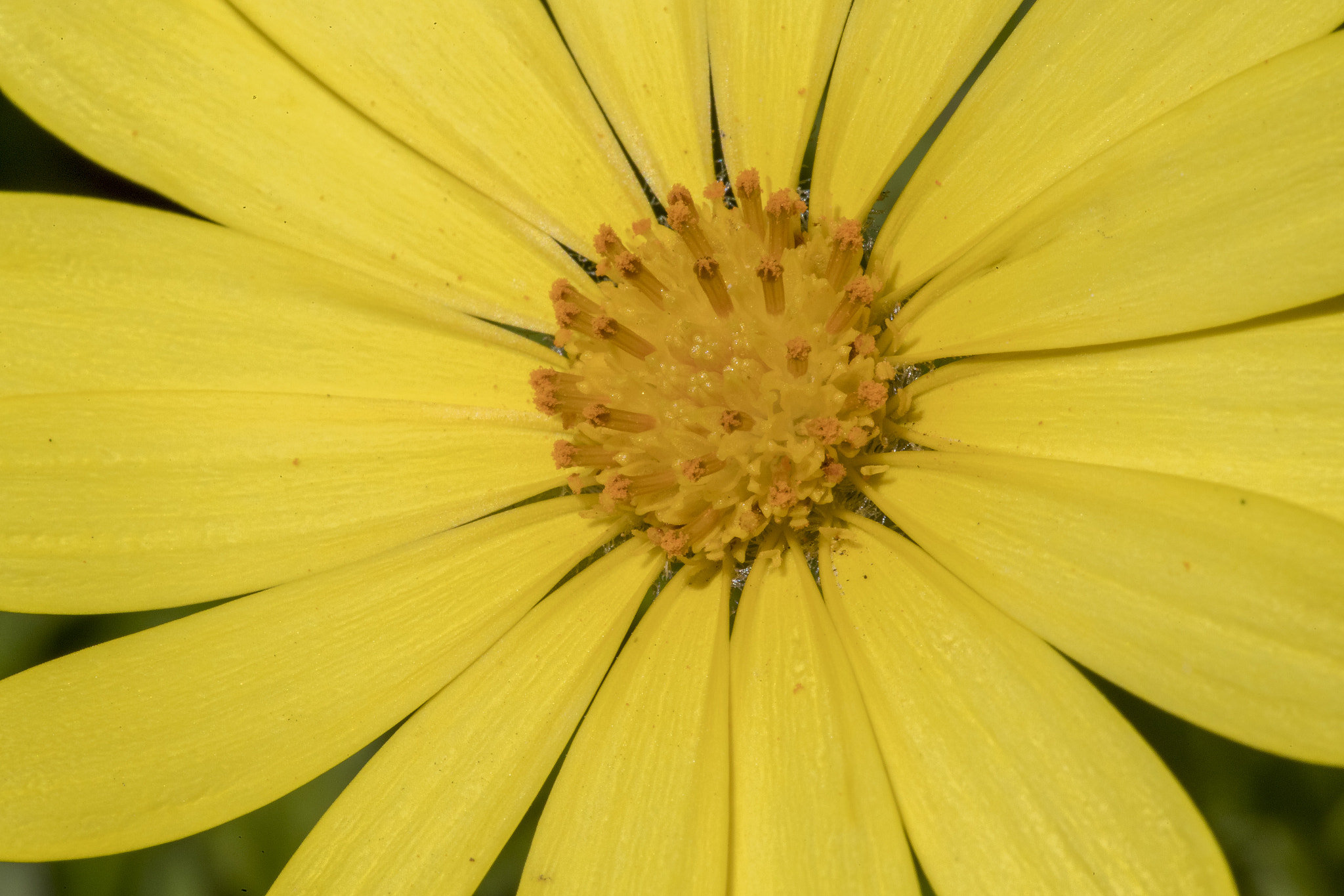 Canon EF 100mm F2.8 Macro USM sample photo. Springtime in sydney photography