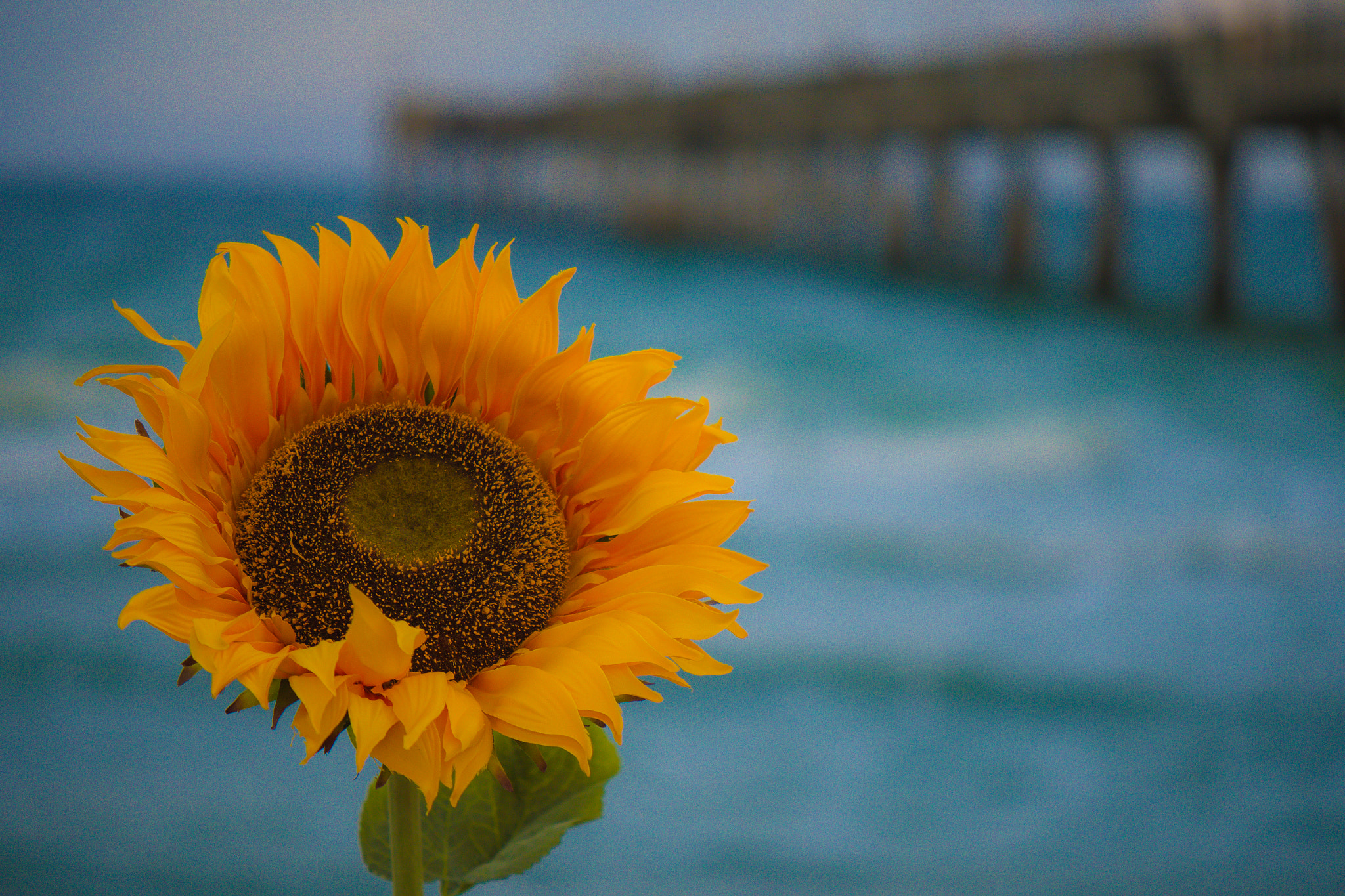 Nikon AF-S DX Micro-Nikkor 85mm F3.5G ED VR sample photo. Sunflower photography