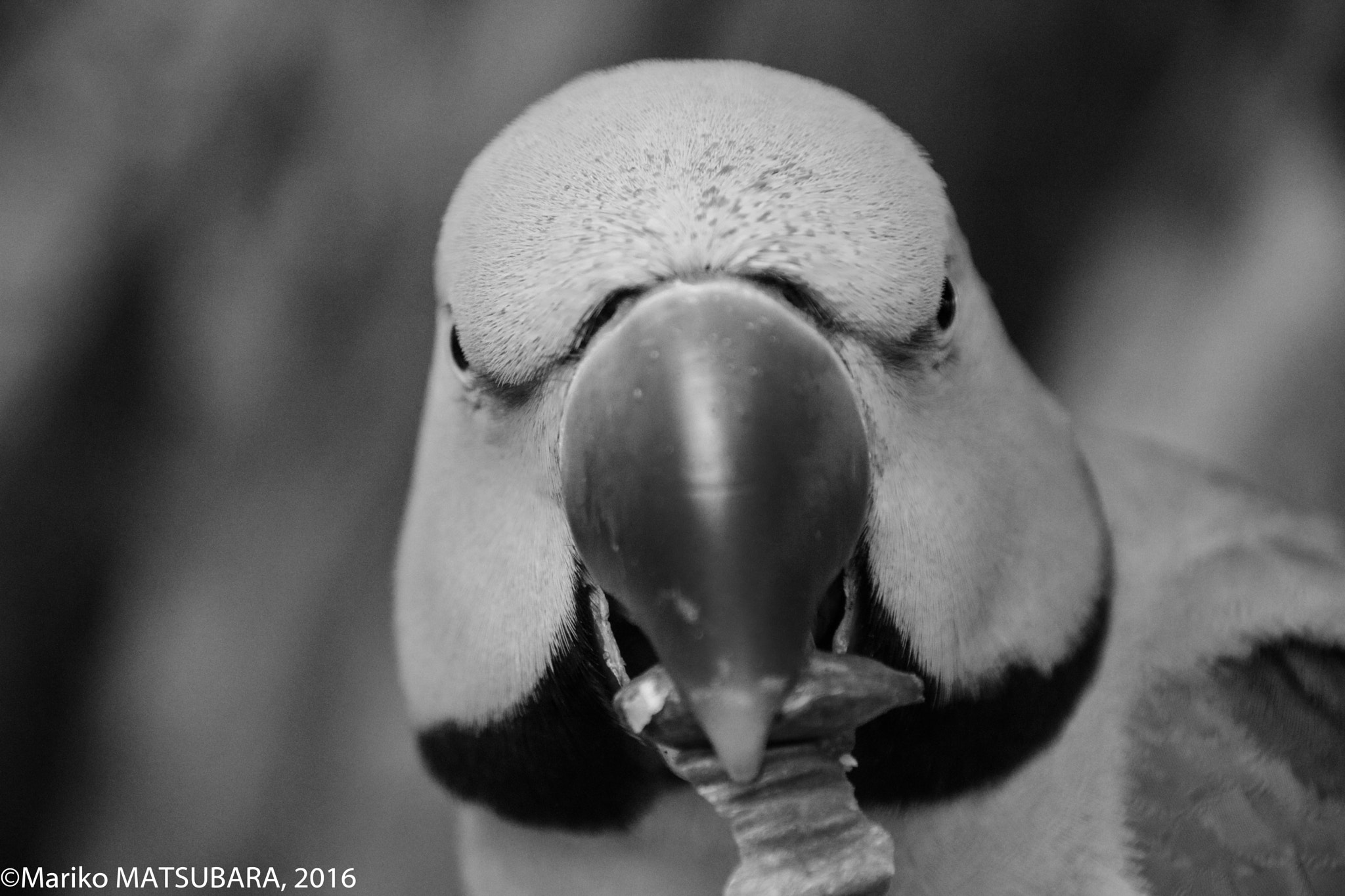 Canon EOS 760D (EOS Rebel T6s / EOS 8000D) + Canon EF 75-300mm F4.0-5.6 IS USM sample photo. Alexandrine parrot photography