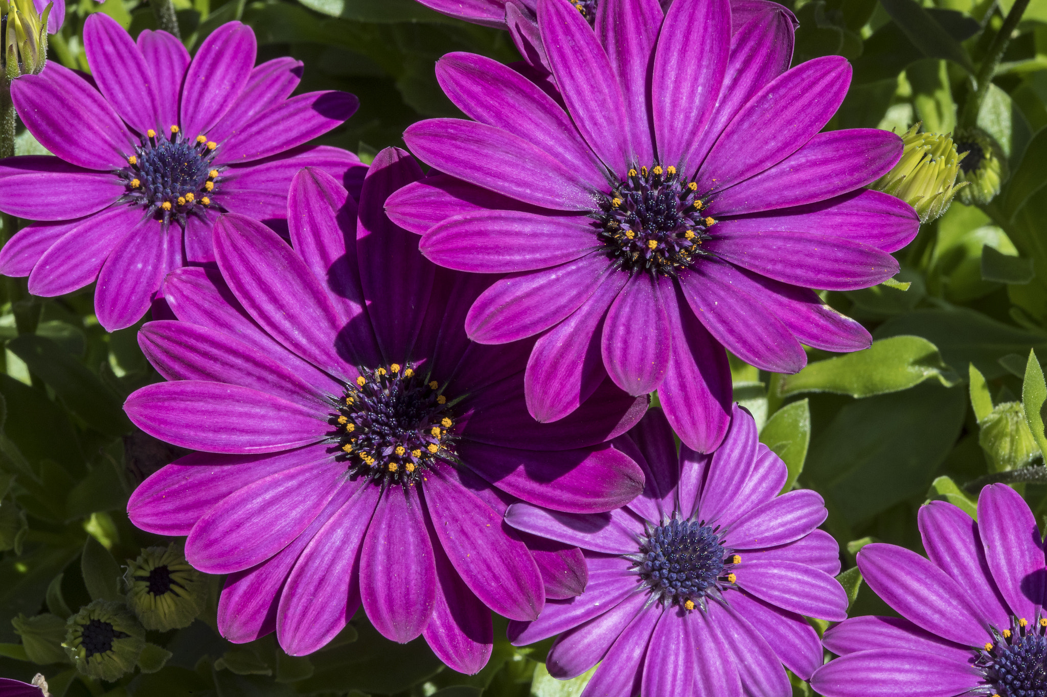Canon EF 100mm F2.8 Macro USM sample photo. Springtime in sydney photography