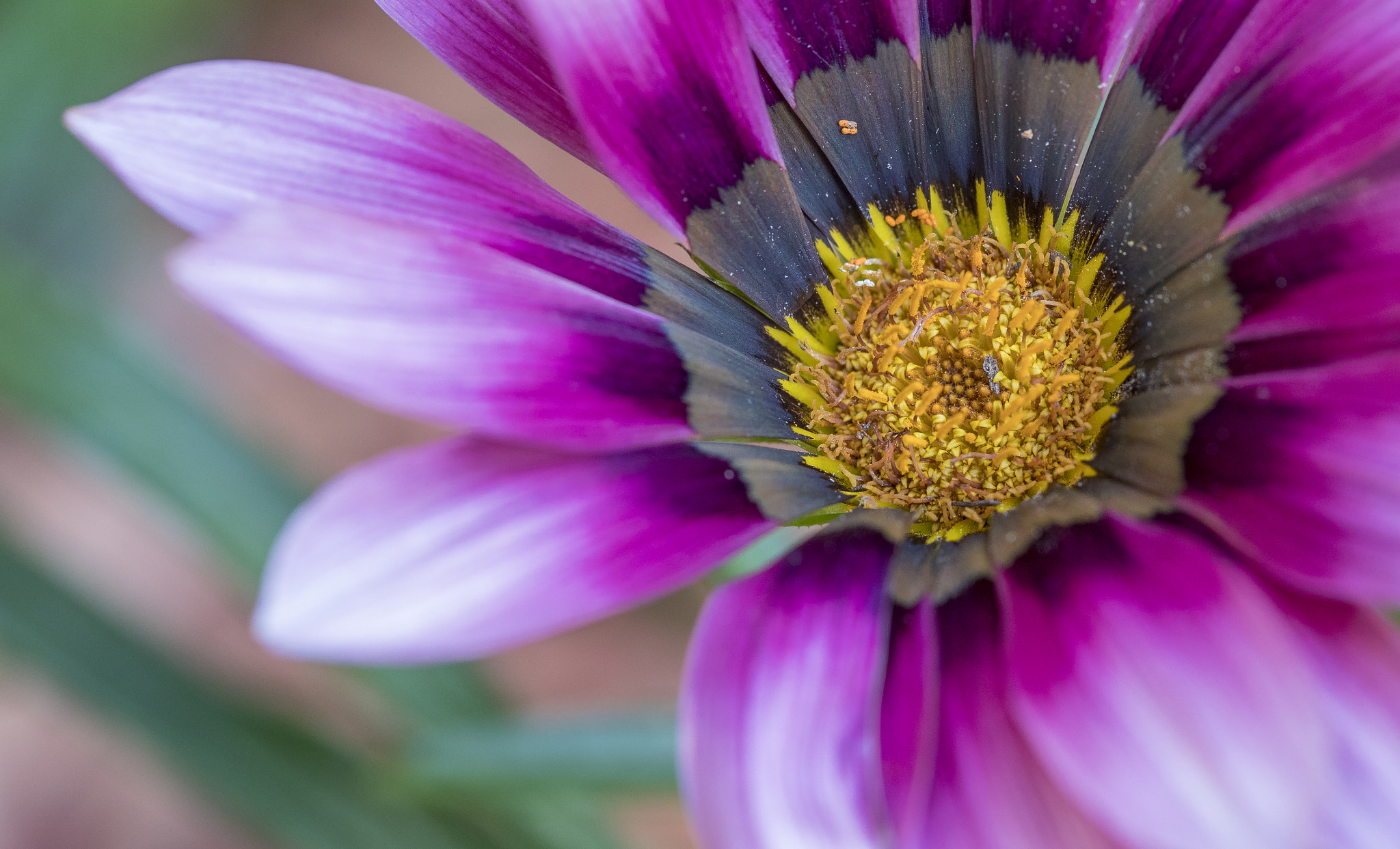 Canon EF 100mm F2.8 Macro USM sample photo. Springtime in sydney photography