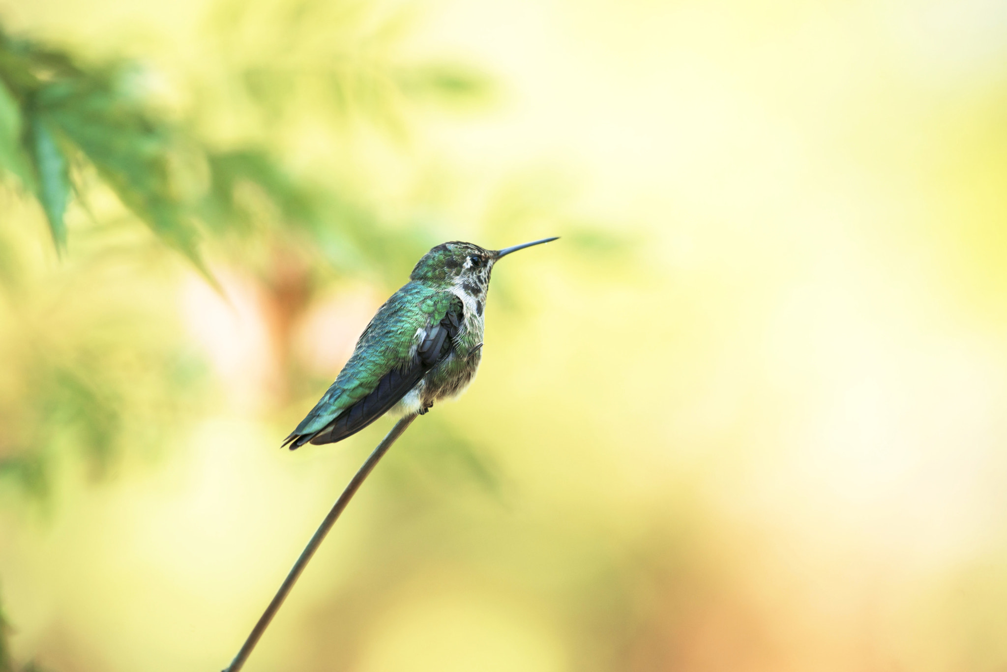 Nikon AF-S Nikkor 200-500mm F5.6E ED VR sample photo. In morning light photography
