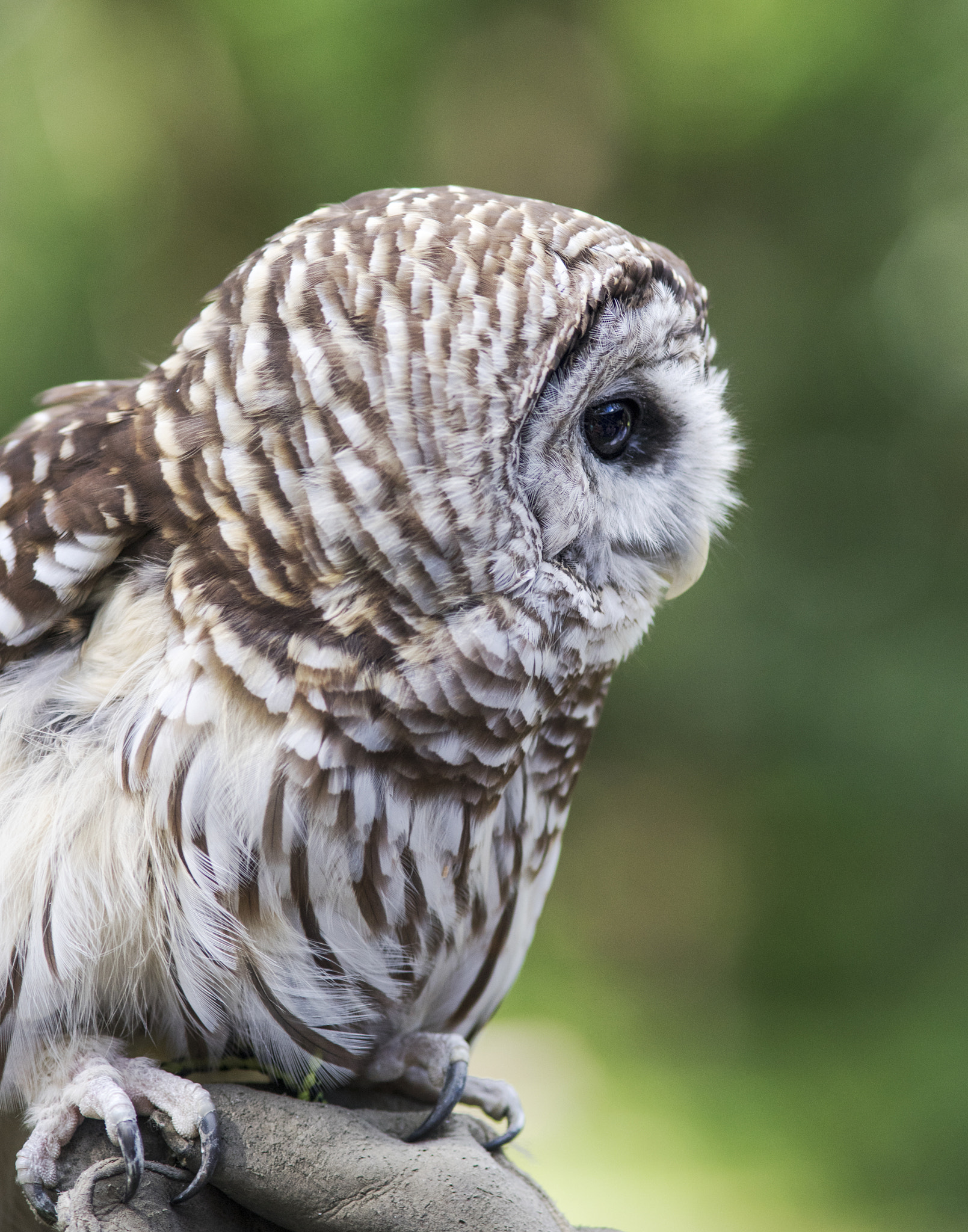 Sony a7 + Minolta AF 200mm F2.8 HS-APO G sample photo. Baby owl photography