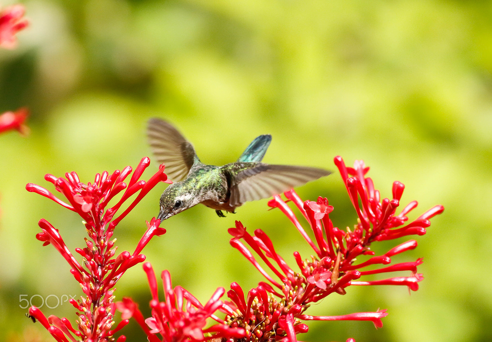 Canon EOS 700D (EOS Rebel T5i / EOS Kiss X7i) + Canon EF 400mm F5.6L USM sample photo. Besourinho-de-bico-vermelho, glittering-bellied emerald (chlorostilbon lucidus) photography