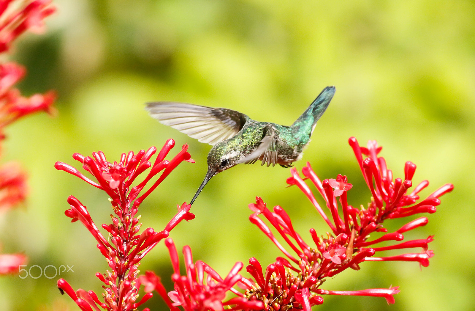 Canon EOS 700D (EOS Rebel T5i / EOS Kiss X7i) + Canon EF 400mm F5.6L USM sample photo. Besourinho-de-bico-vermelho, glittering-bellied emerald (chlorostilbon lucidus) photography