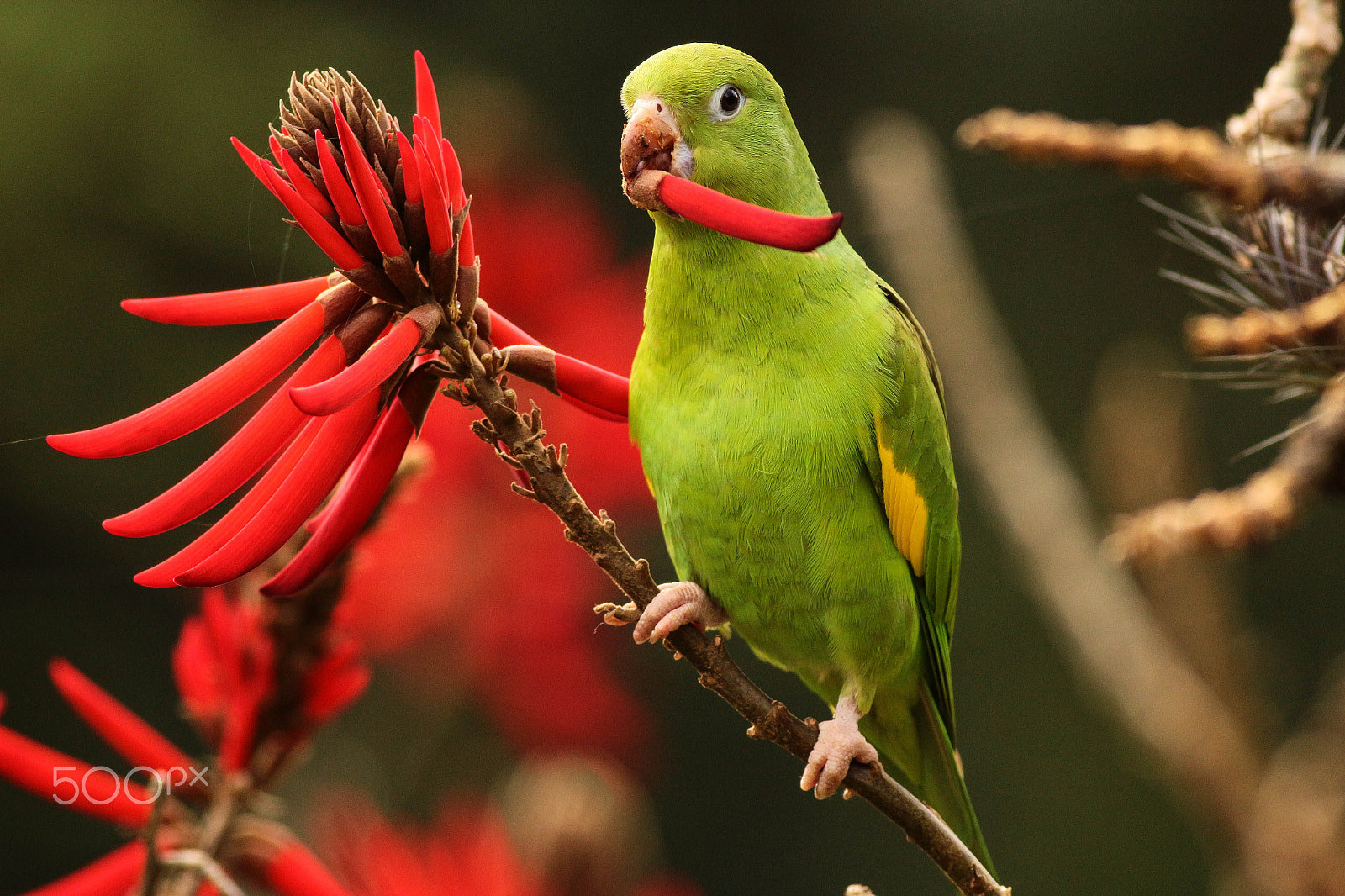 Canon EOS 700D (EOS Rebel T5i / EOS Kiss X7i) + Canon EF 400mm F5.6L USM sample photo. Periquito-de-encontro-amarelo, yellow-chevroned parakeet (brotogeris chiriri) photography