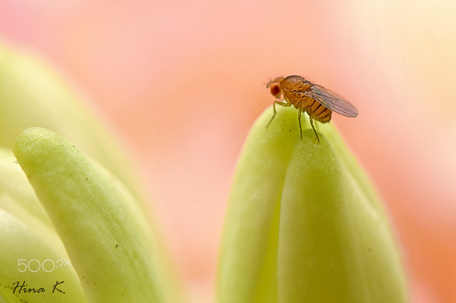 Nikon AF-S Micro-Nikkor 60mm F2.8G ED sample photo. Teeny toony photography