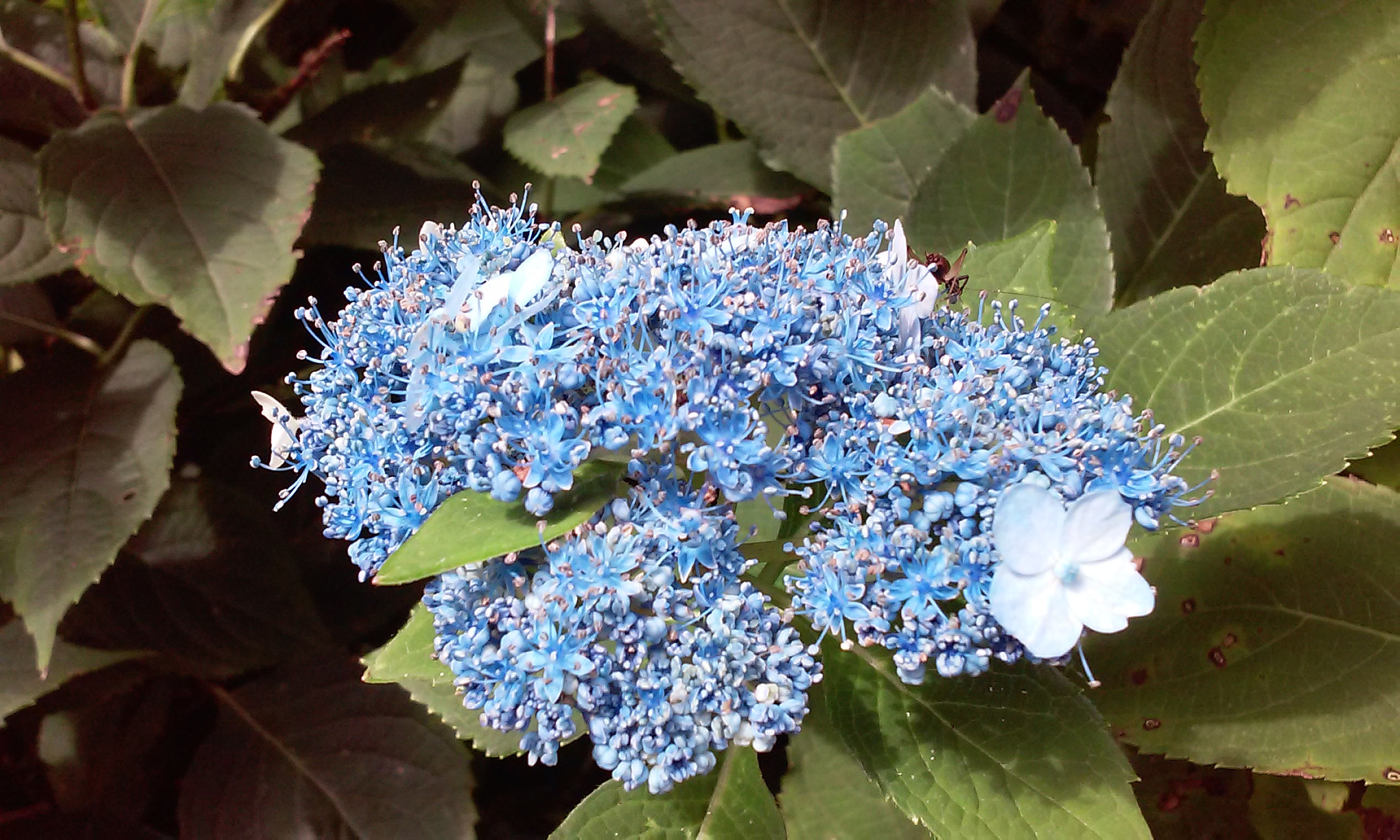 LG F70 sample photo. 파란 꽃 photography