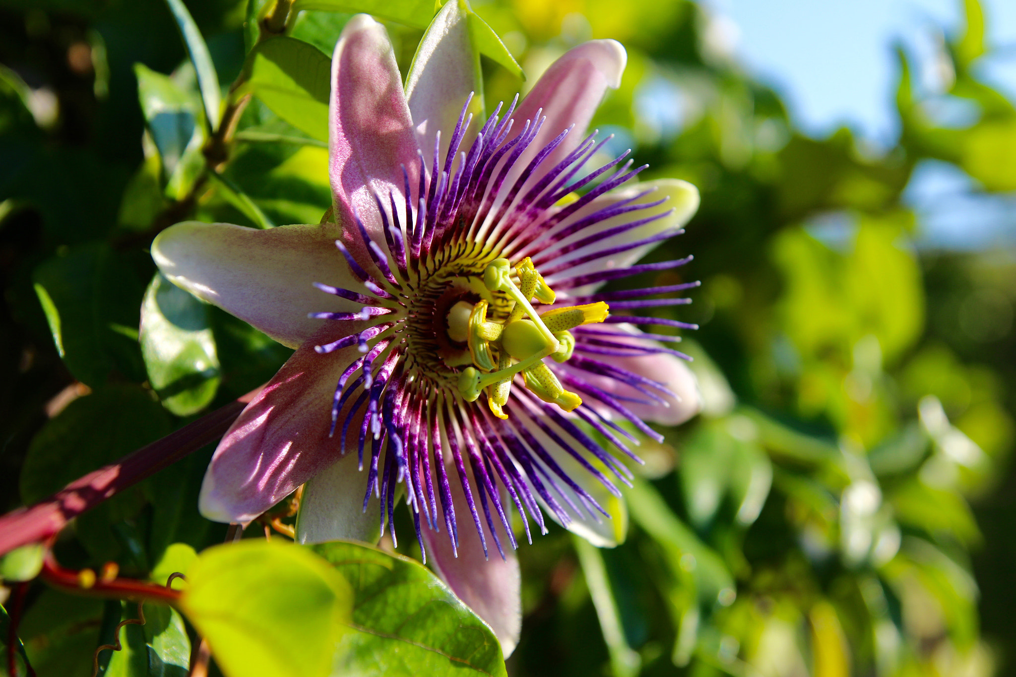 Tamron SP AF 17-50mm F2.8 XR Di II LD Aspherical (IF) sample photo. Passiflora photography