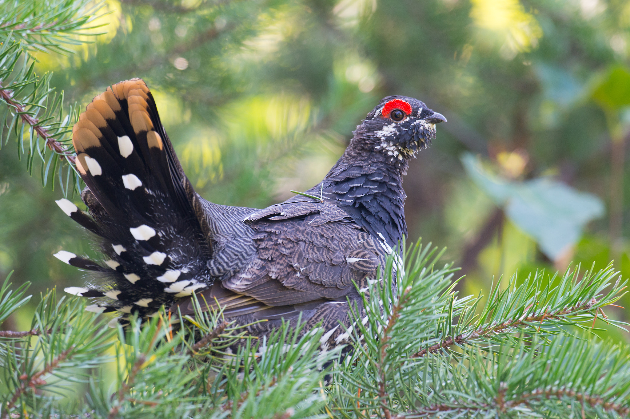 Nikon AF-S Nikkor 800mm F5.6E FL ED VR sample photo. Tetras du canada, falcipennis canadensis, spruce grouse photography
