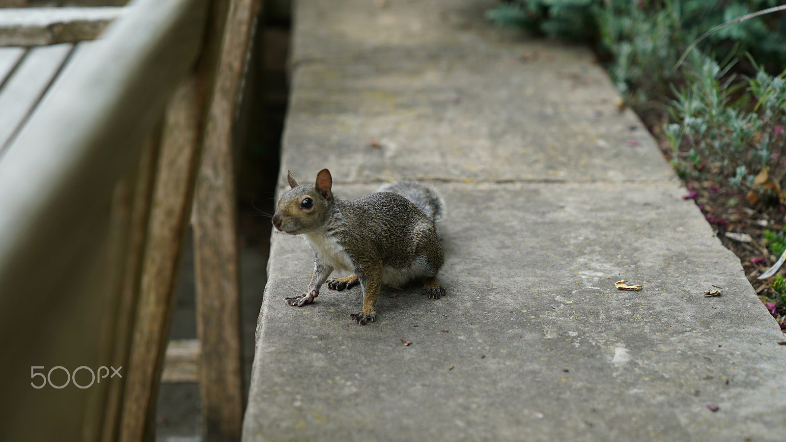 Sony a7S II + Sony FE 24-70mm F2.8 GM sample photo. Will work for peanuts photography