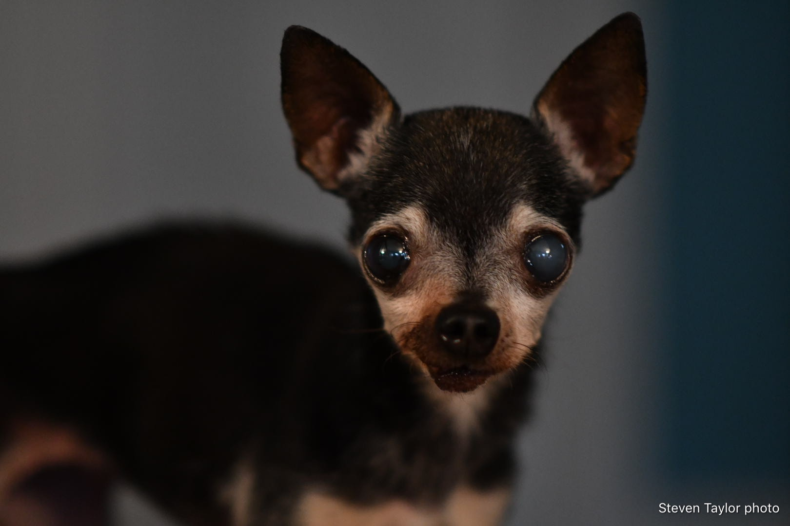 Nikon D500 + Nikon AF-S Nikkor 85mm F1.8G sample photo. 12 year old chihuahua - nikon d500 - no post process photography