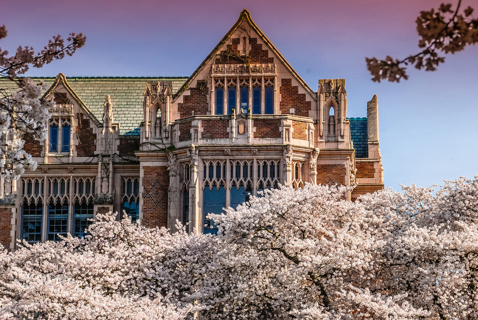 Nikon D80 sample photo. Uw campus during cherry blossom photography