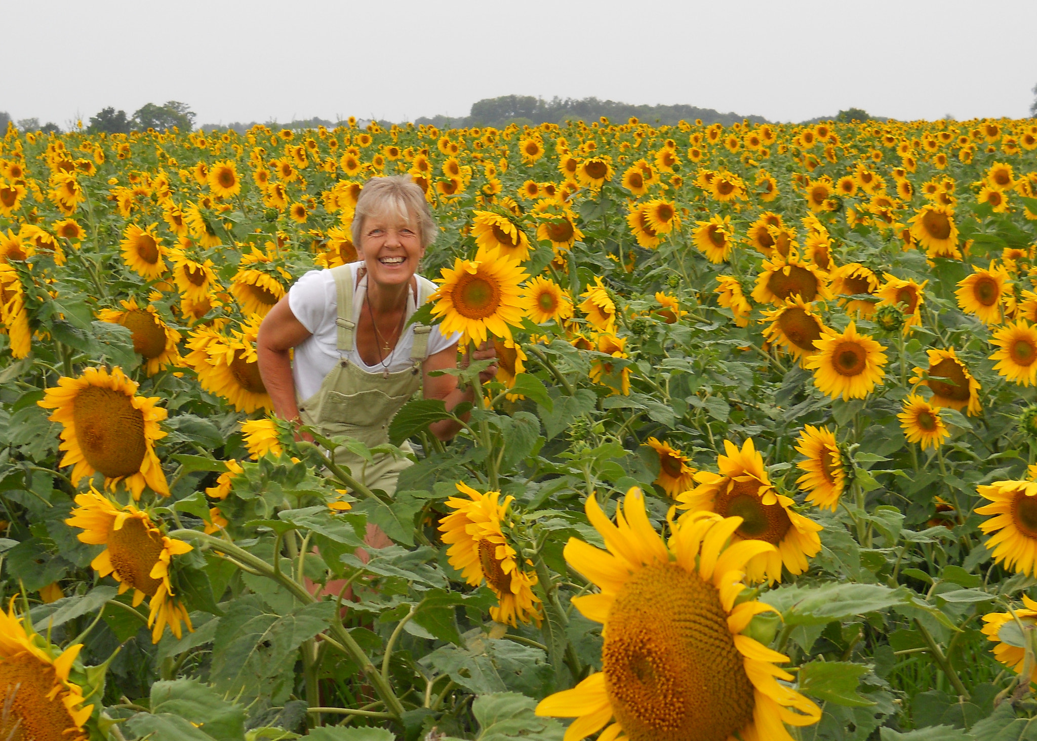 Nikon Coolpix L22 sample photo. Sunflowers photography