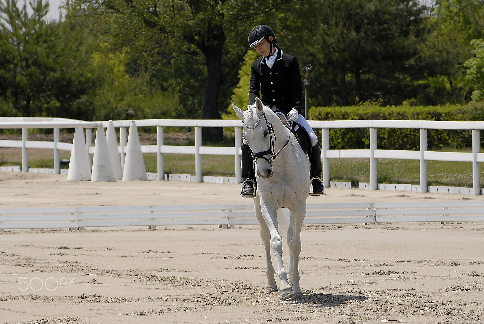 Nikon D200 sample photo. Equestrian elegant white horse photography