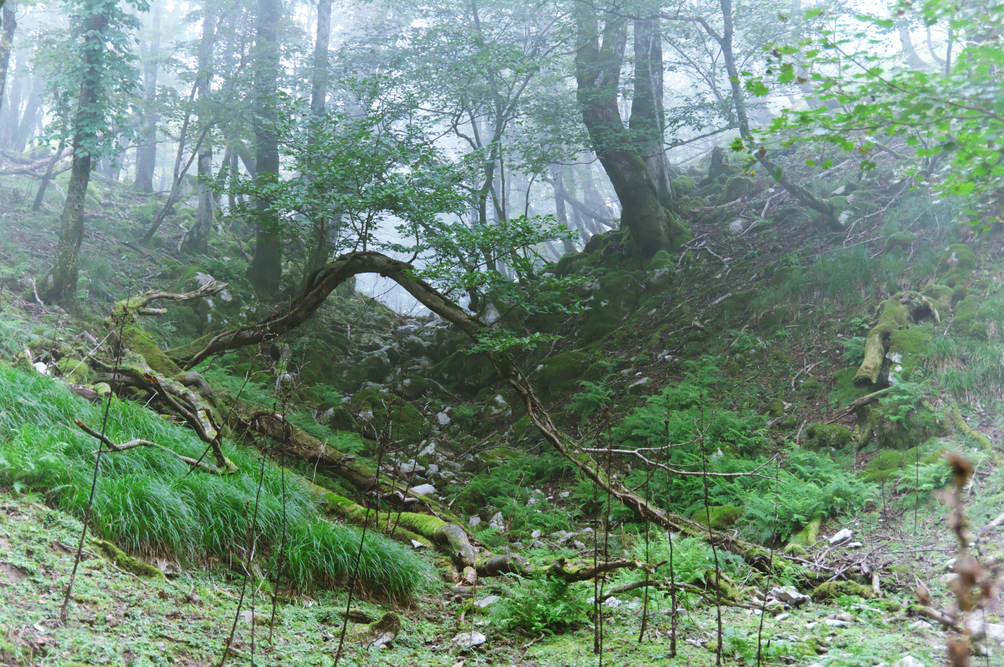 Pentax K-3 sample photo. Mt.oikedake / mie prefecture photography