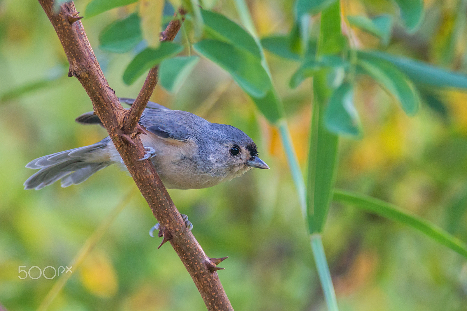 Nikon D800E + Nikon AF-S Nikkor 300mm F4D ED-IF sample photo. Tufted titmouse photography