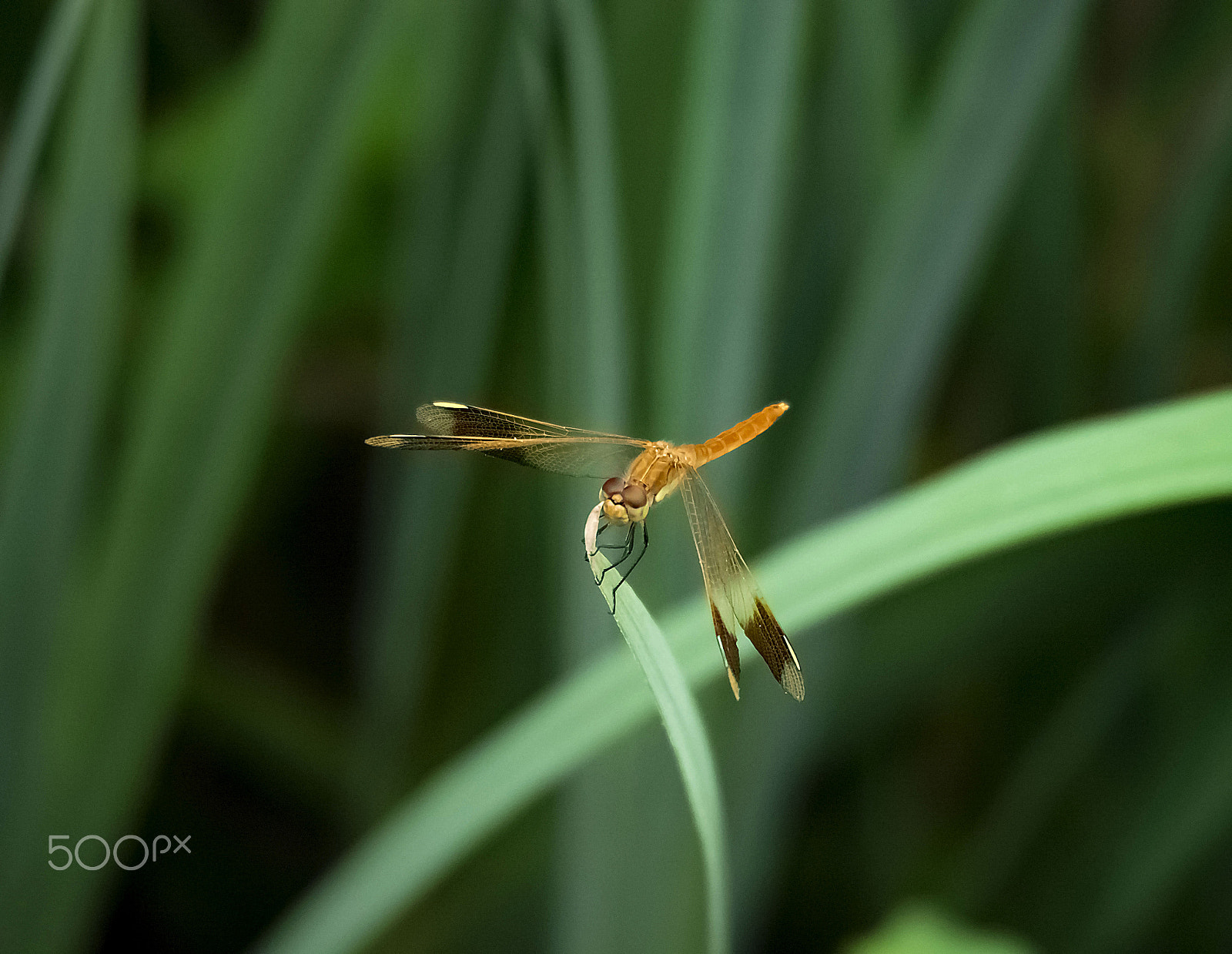 Olympus OM-D E-M5 sample photo. Dragonfly photography