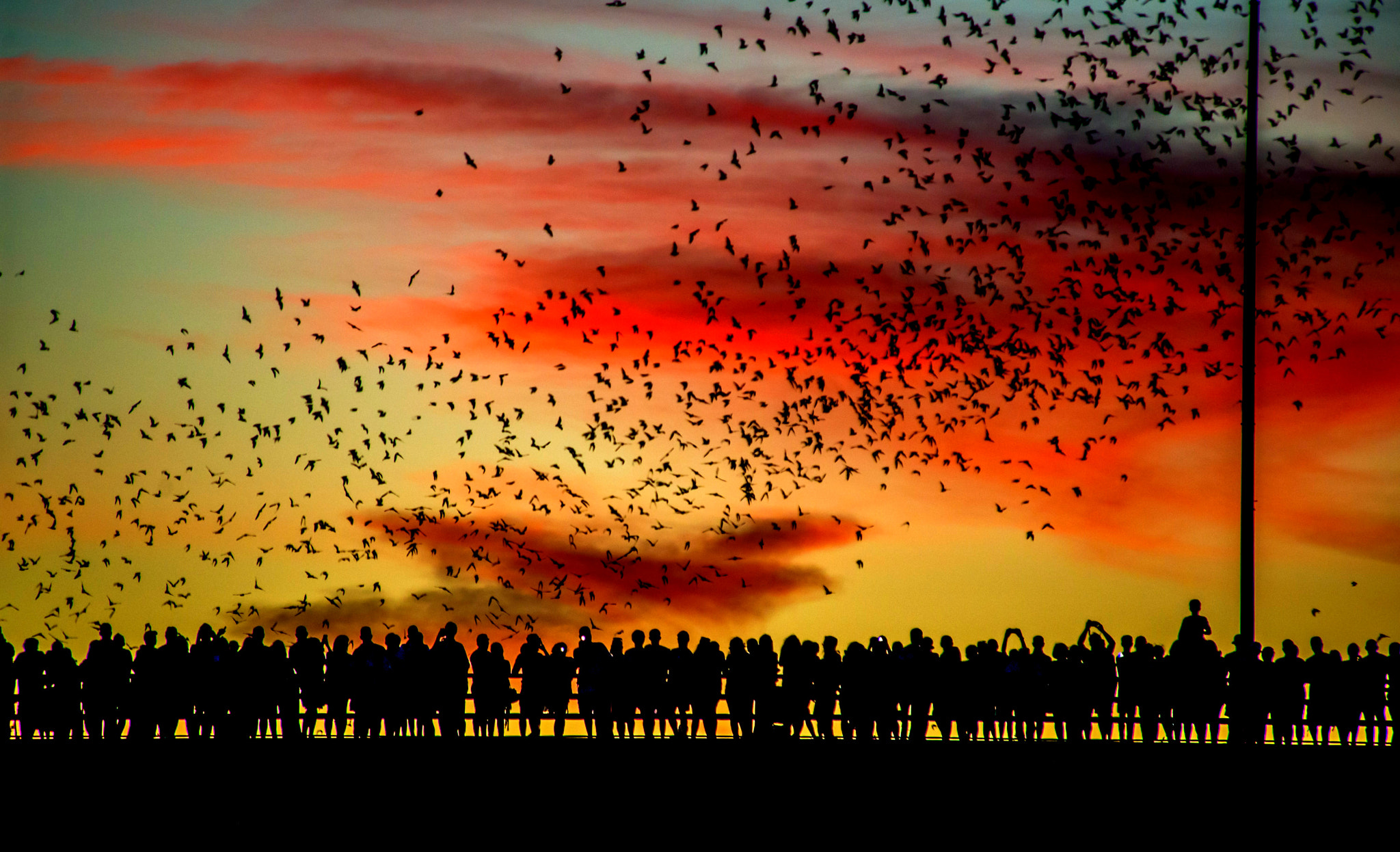 Nikon D600 sample photo. Austin's bats photography