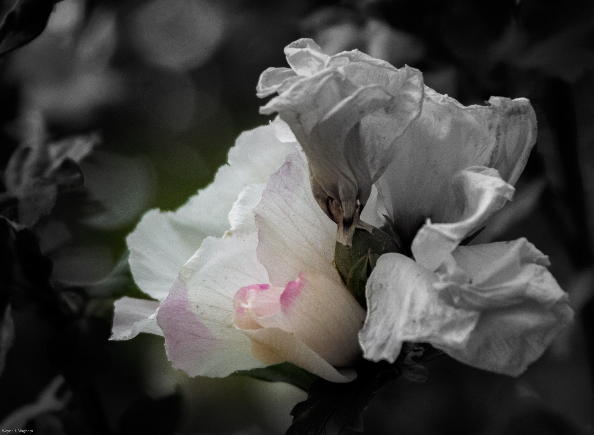 Olympus OM-D E-M1 sample photo. Hollyhock photography
