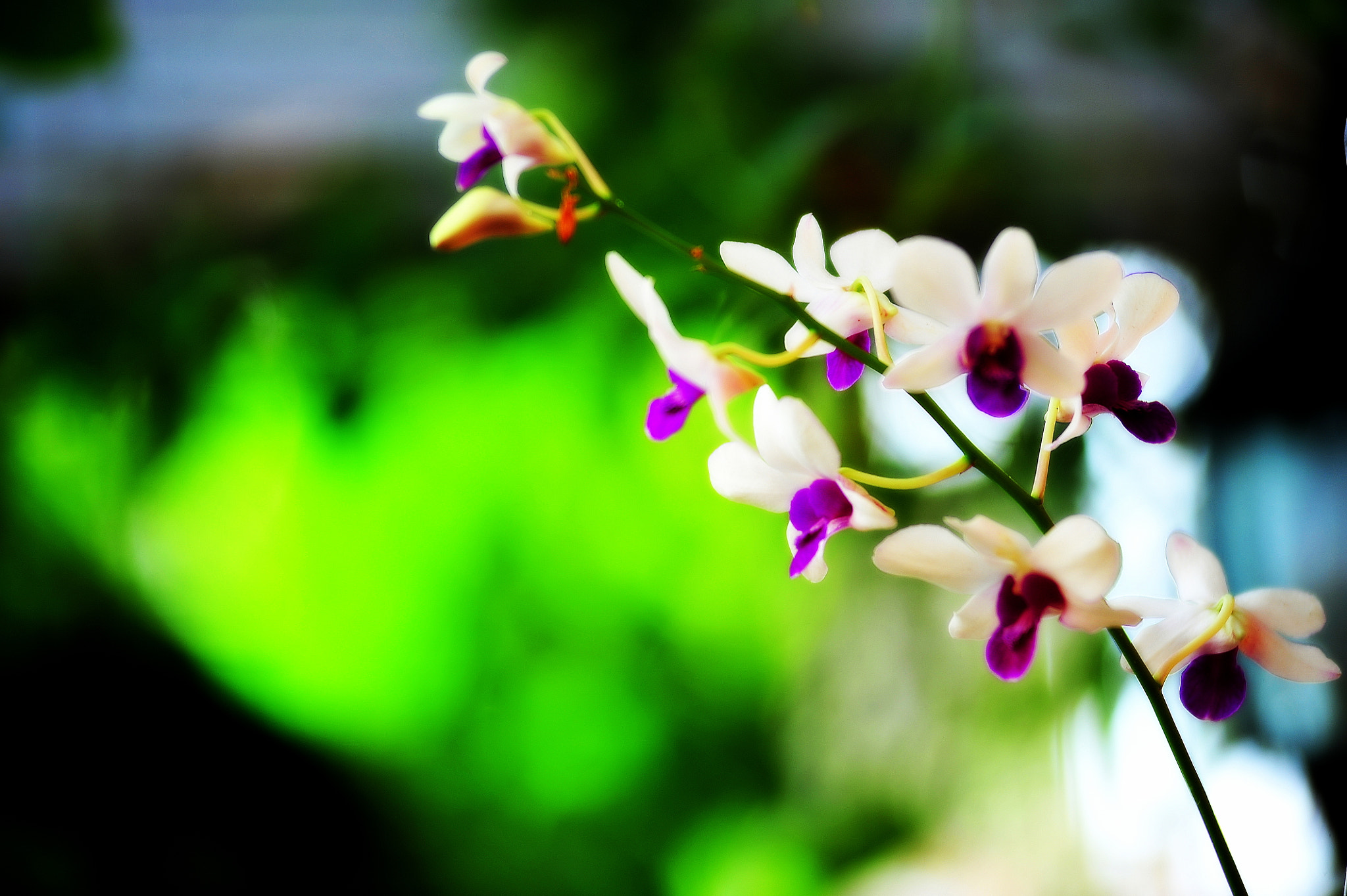 Nikon AF-Nikkor 80-200mm F2.8D ED sample photo. Phalaenopsis photography