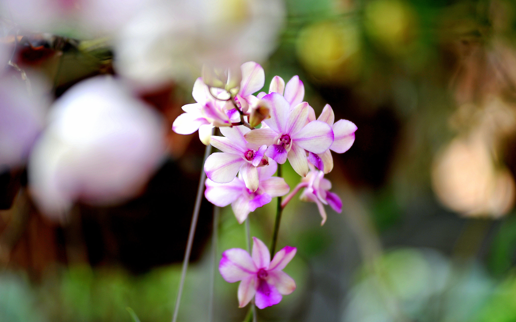 Nikon AF-Nikkor 80-200mm F2.8D ED sample photo. The colour photography