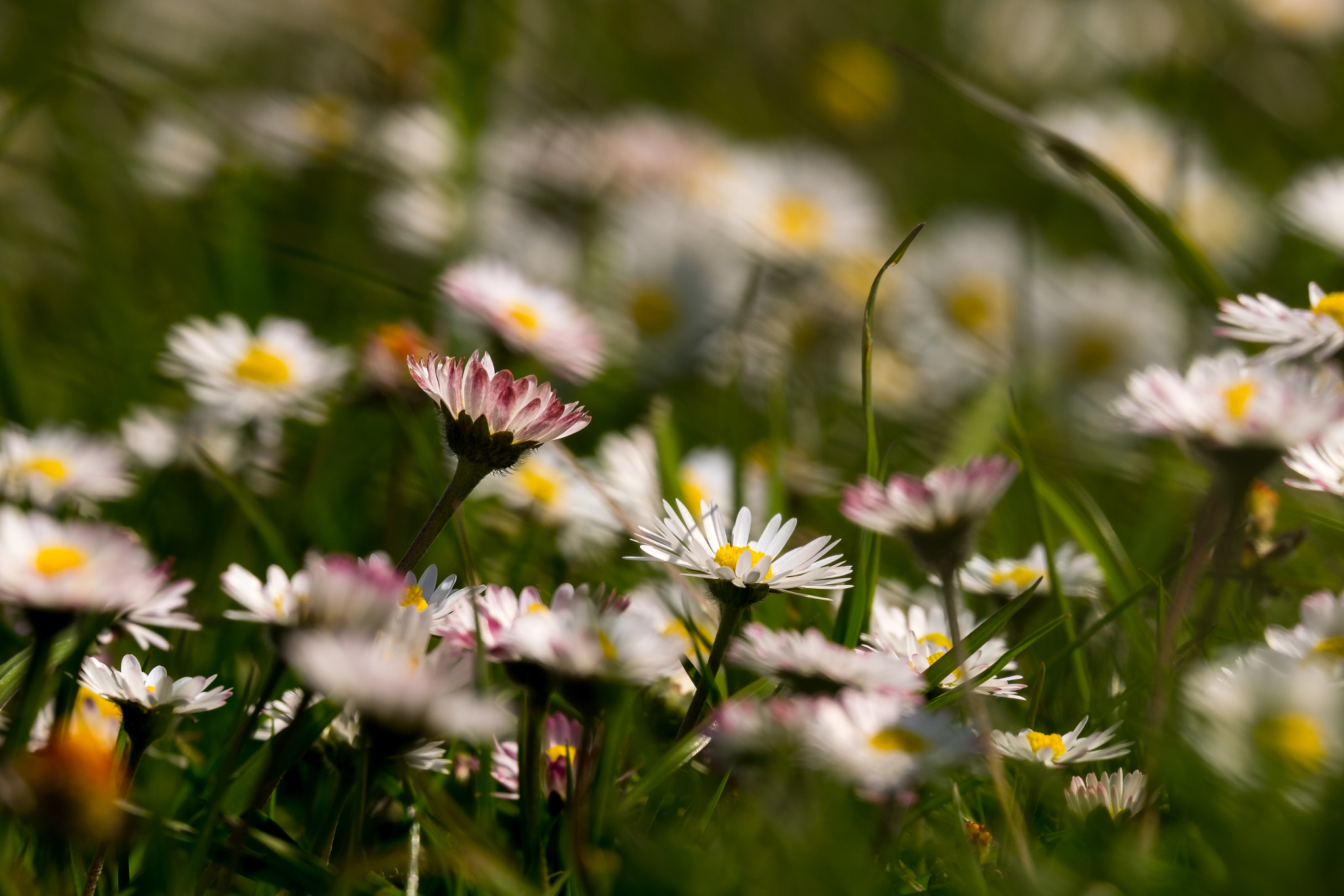 Fujifilm X-T10 + Fujifilm XC 50-230mm F4.5-6.7 OIS II sample photo. Dsf photography