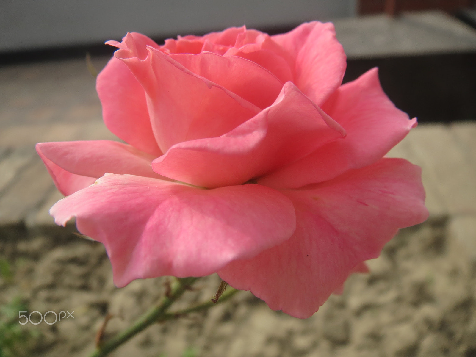 Canon PowerShot ELPH 520 HS (IXUS 500 HS / IXY 3) sample photo. Pink photography