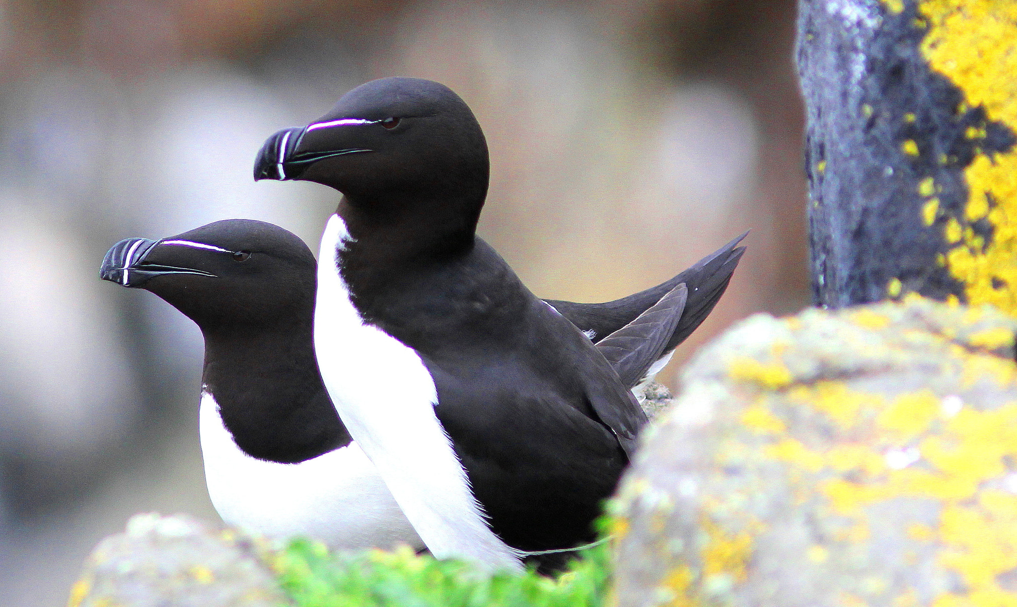 Canon EF 300mm F4L IS USM sample photo. Razorbill photography