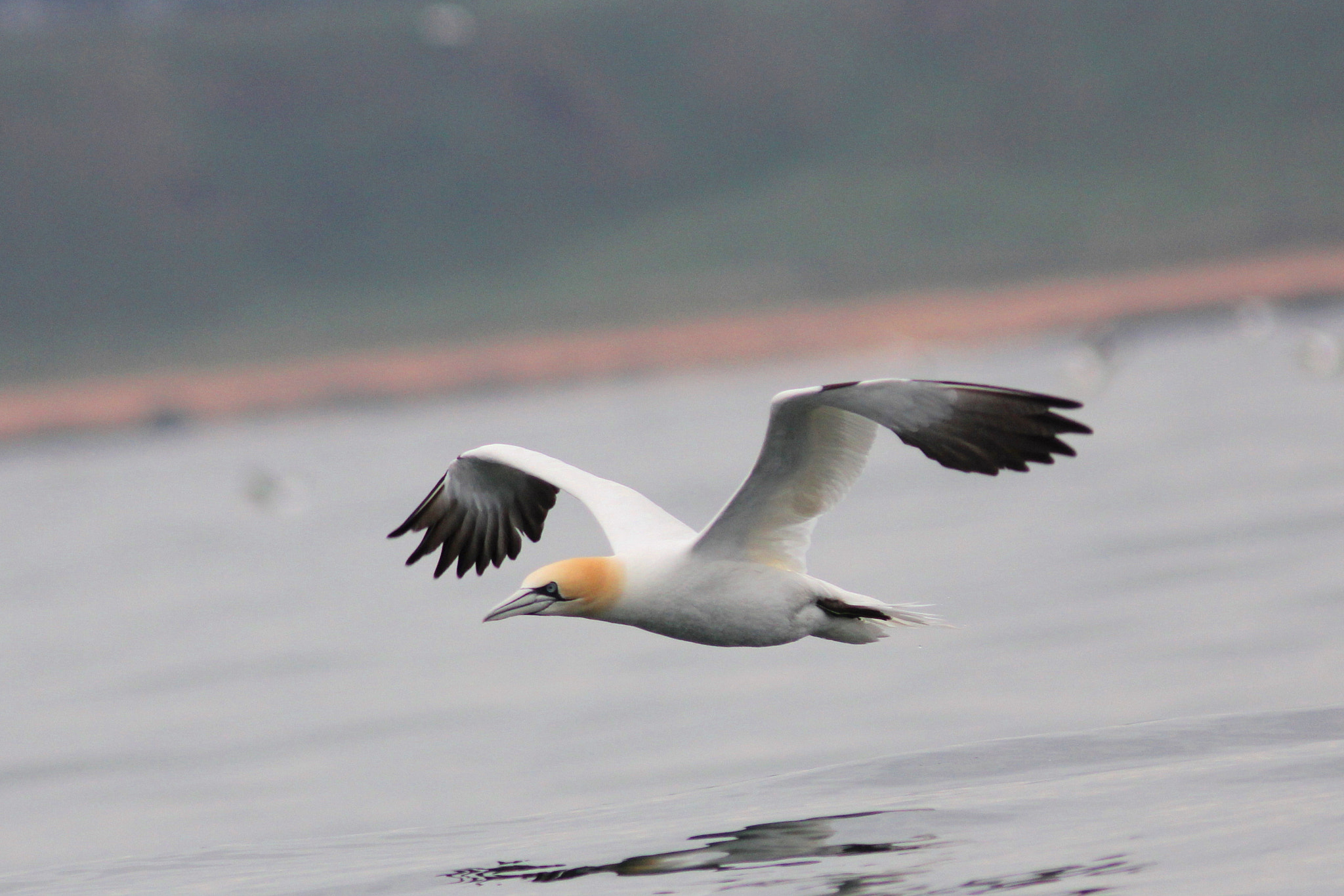 Canon EF 300mm F4L IS USM sample photo. Gannet photography