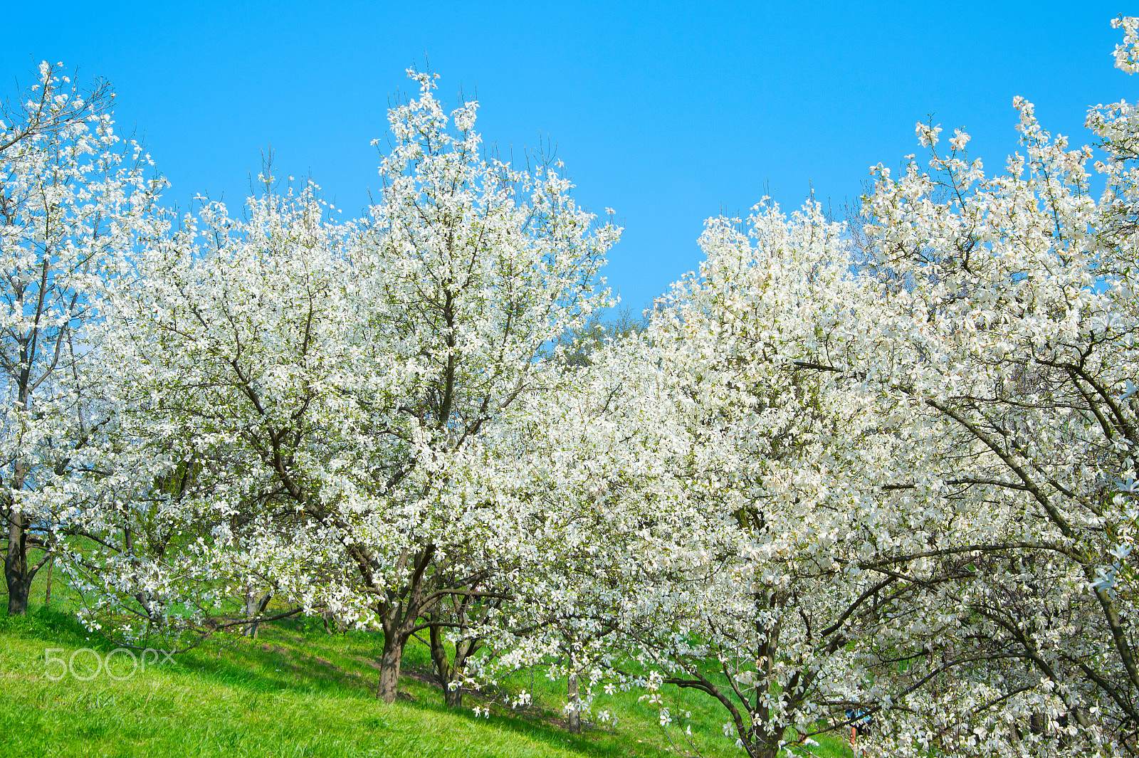 Nikon Df sample photo. Blooming magnolia trees photography