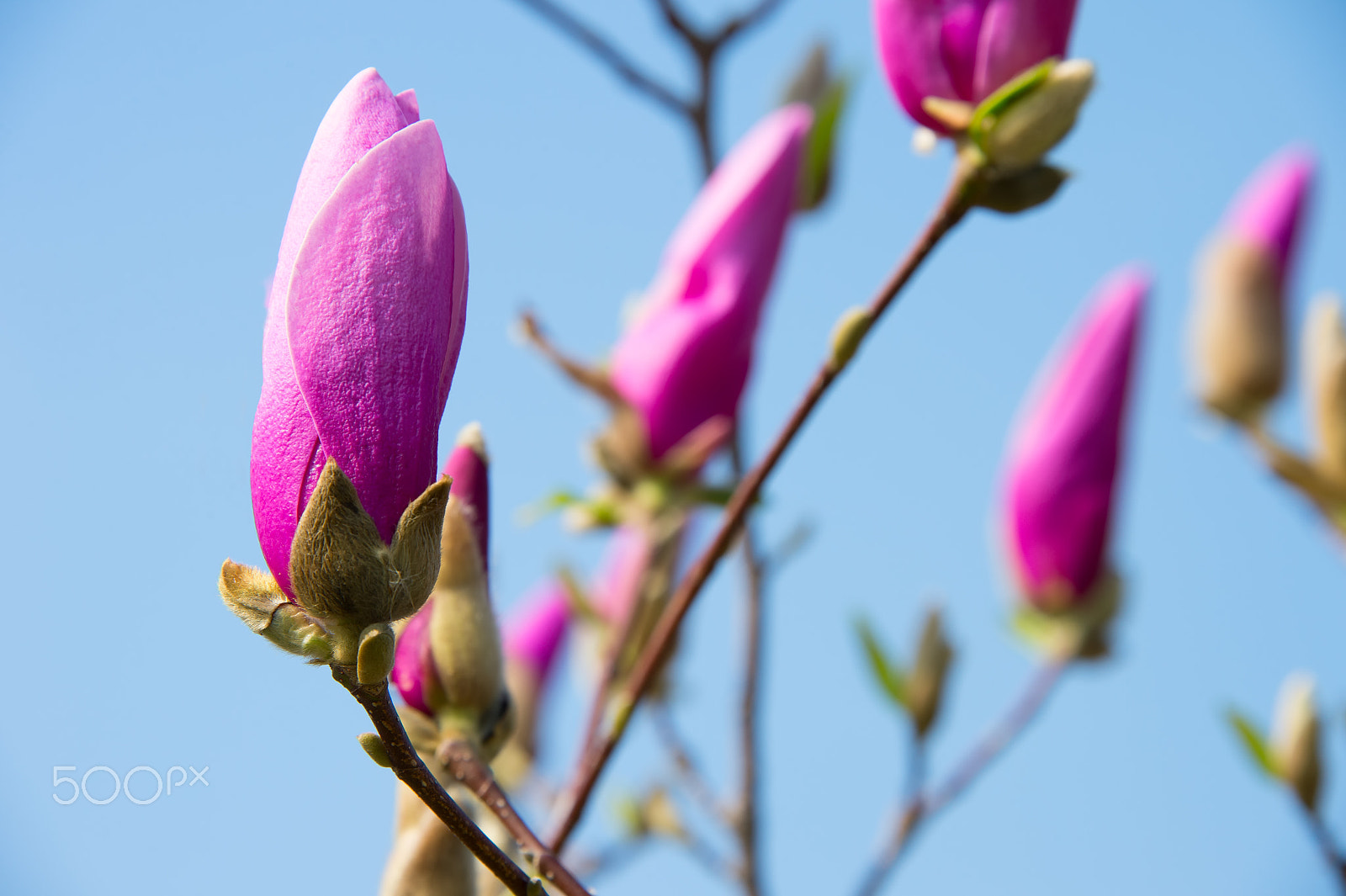 Nikon Df sample photo. Magnolia pink flowers photography