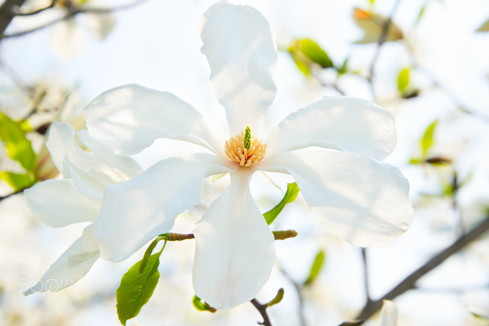 Nikon Df sample photo. Magnolia bloom flower photography