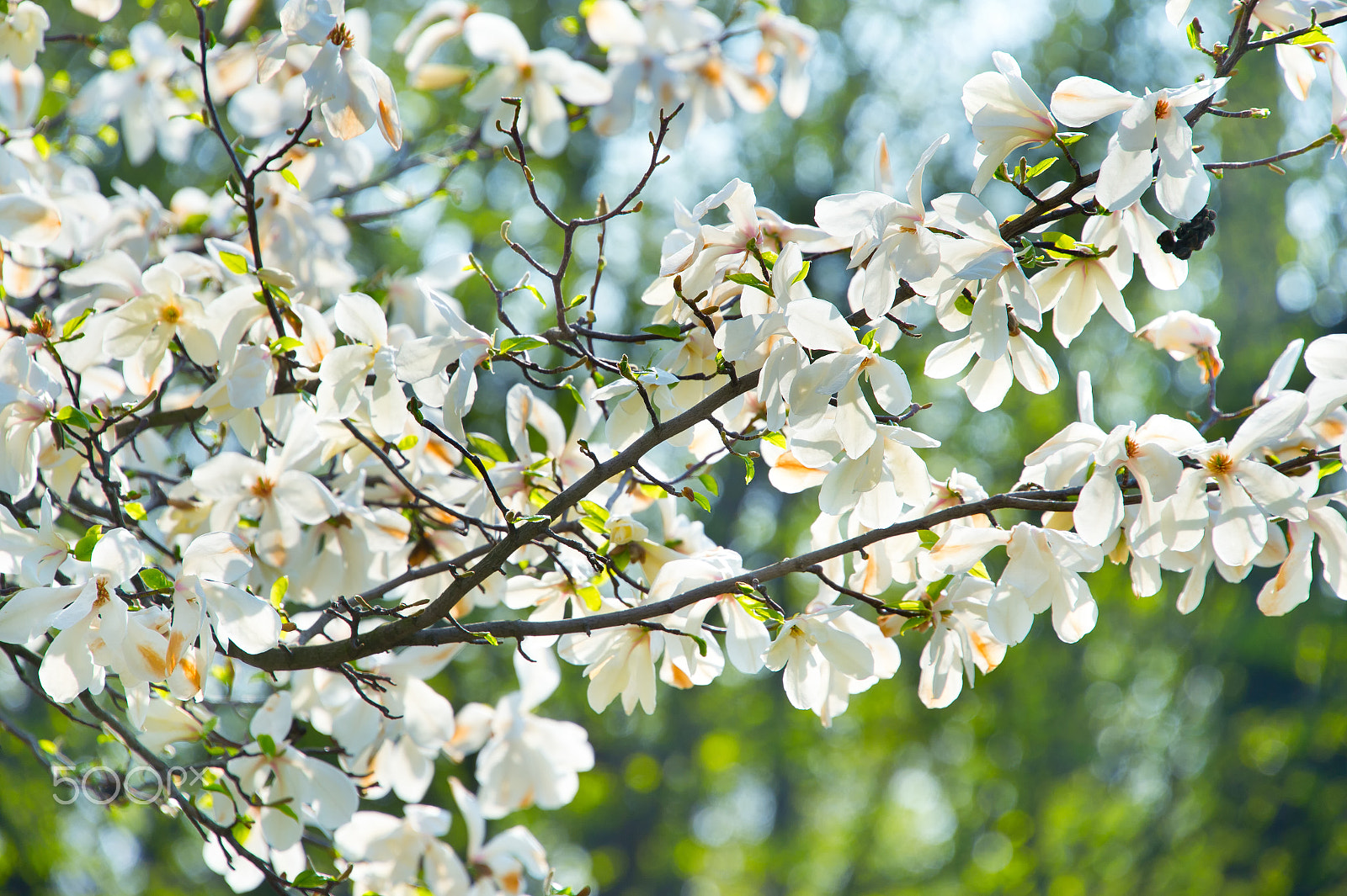 Nikon Df sample photo. Blooming magnolia branch photography