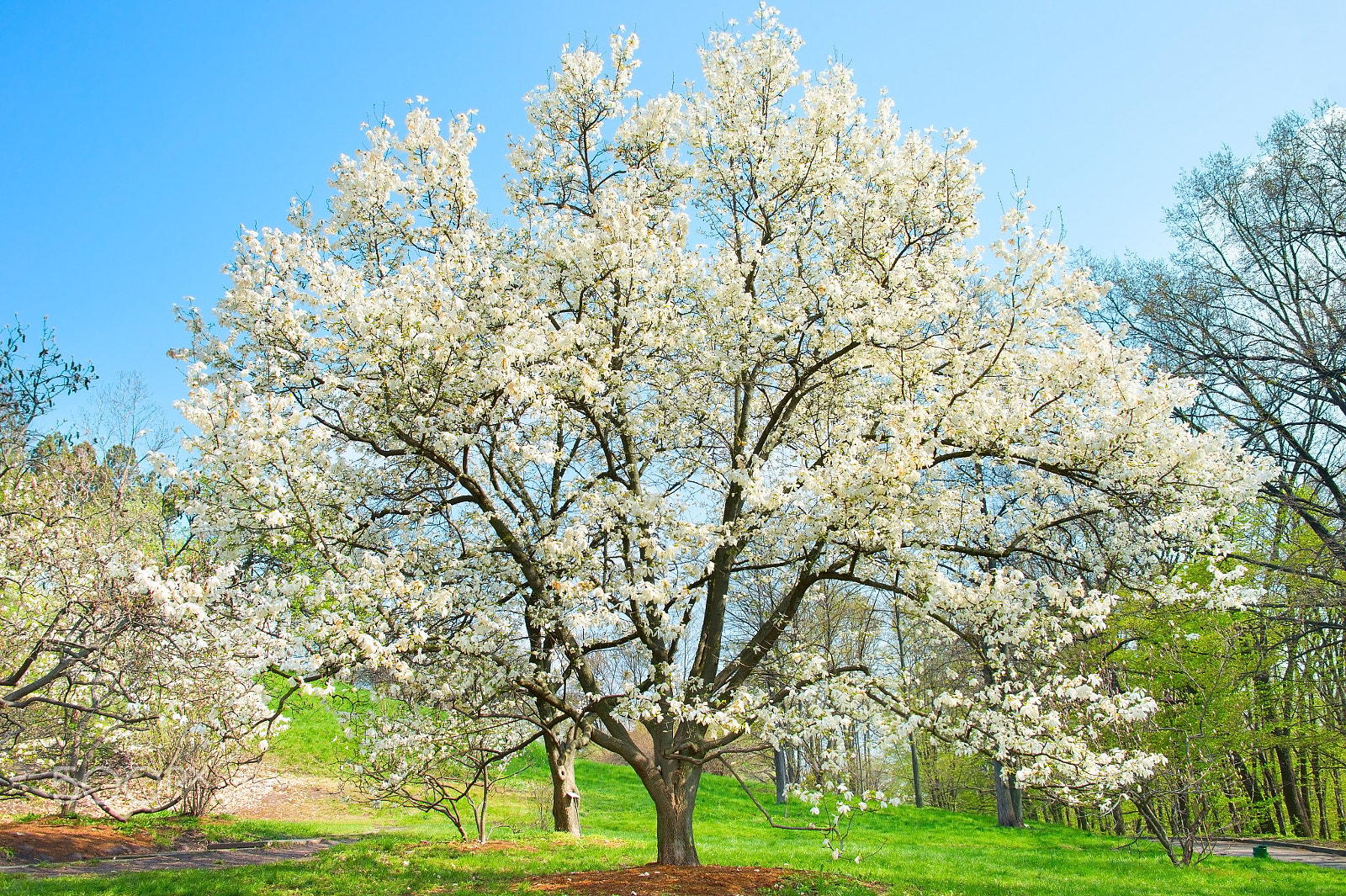 Nikon Df sample photo. Blossom magnolia tree photography