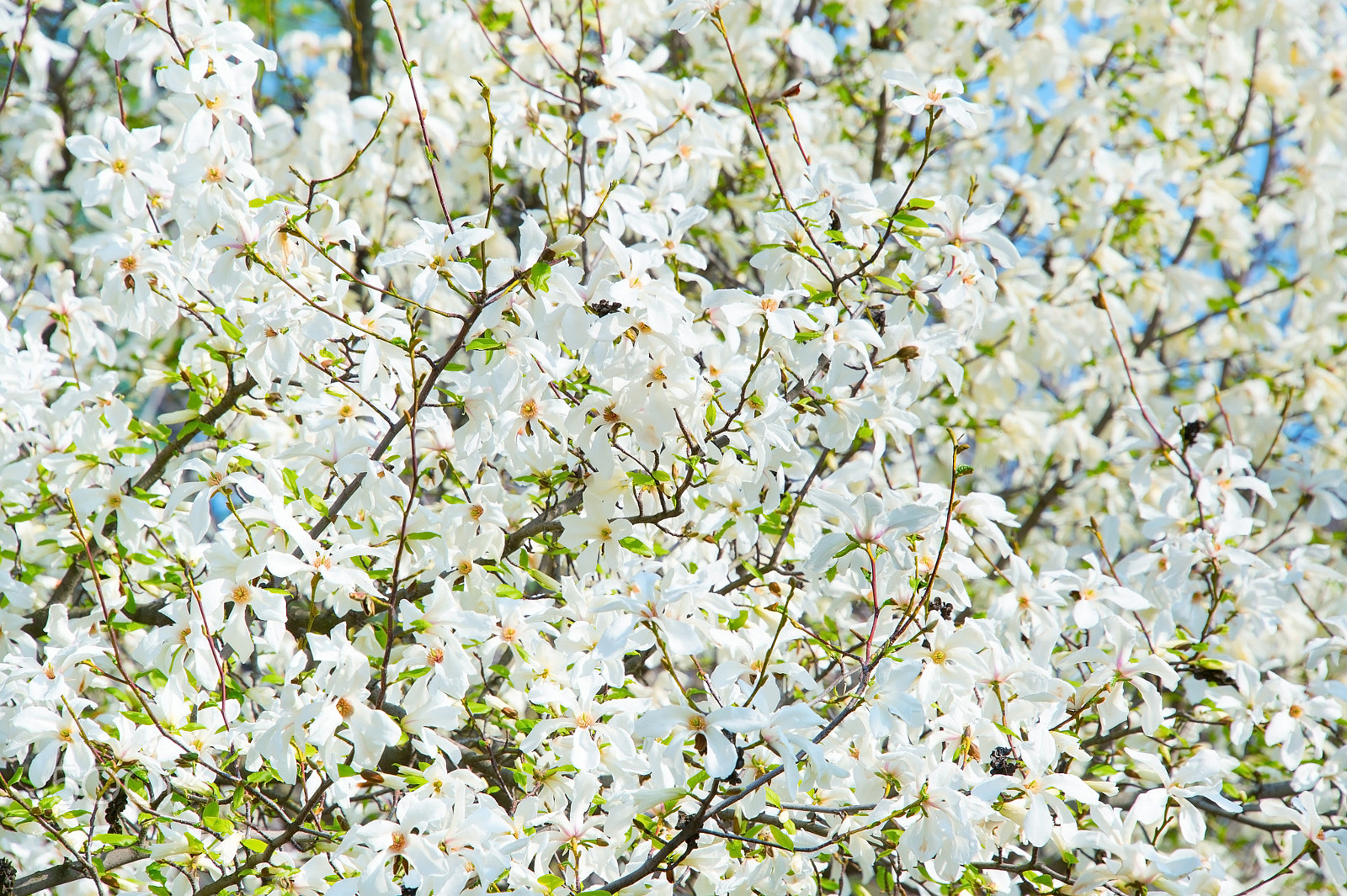 Nikon Df sample photo. Magnolia blossom background photography