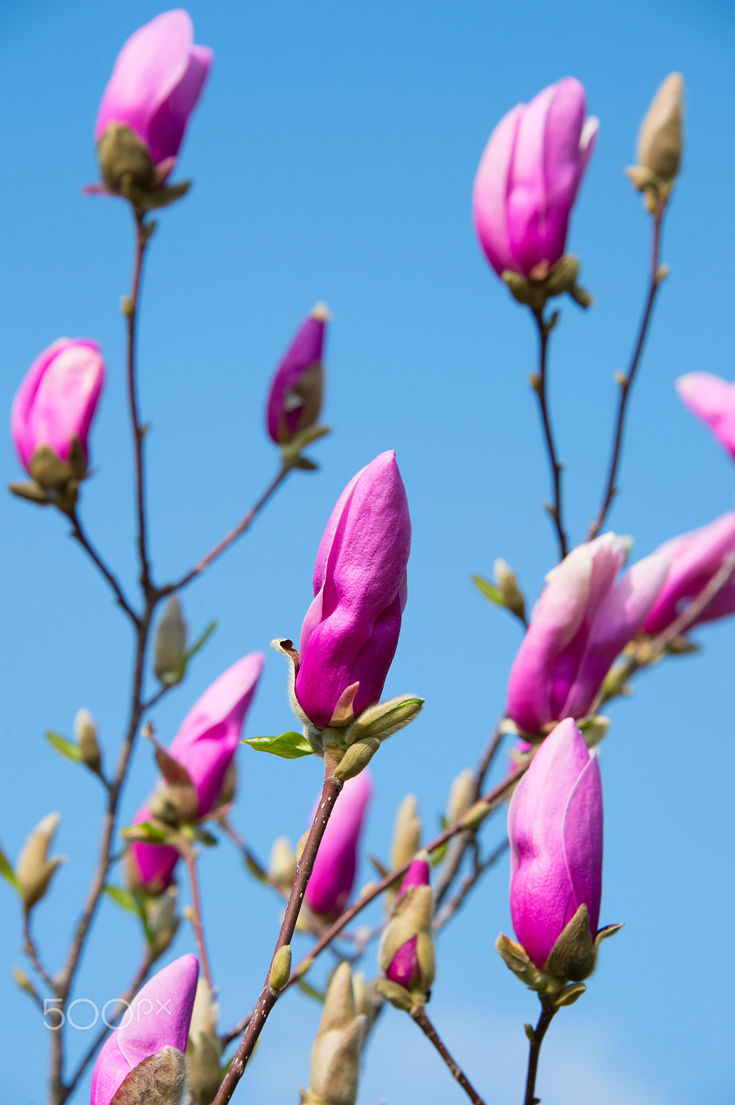 Nikon Df sample photo. Pink magnolia flower button photography