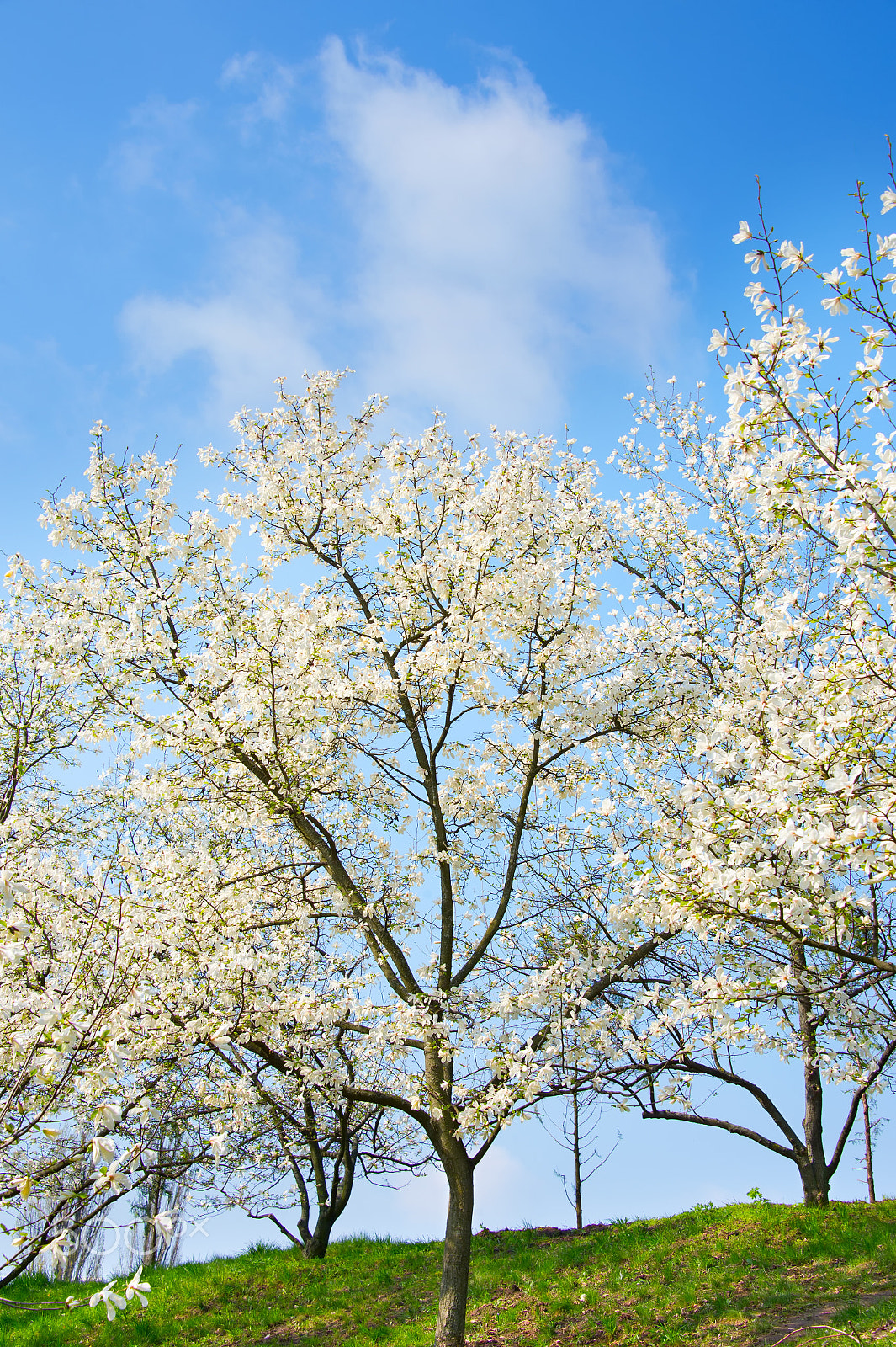 Nikon Df sample photo. Magnolia tree bloom photography
