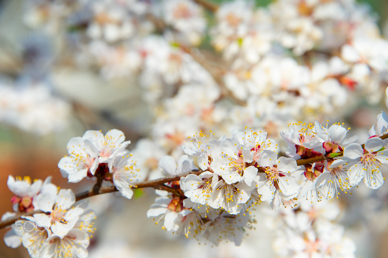 Nikon Df sample photo. Apricot tree bloom photography