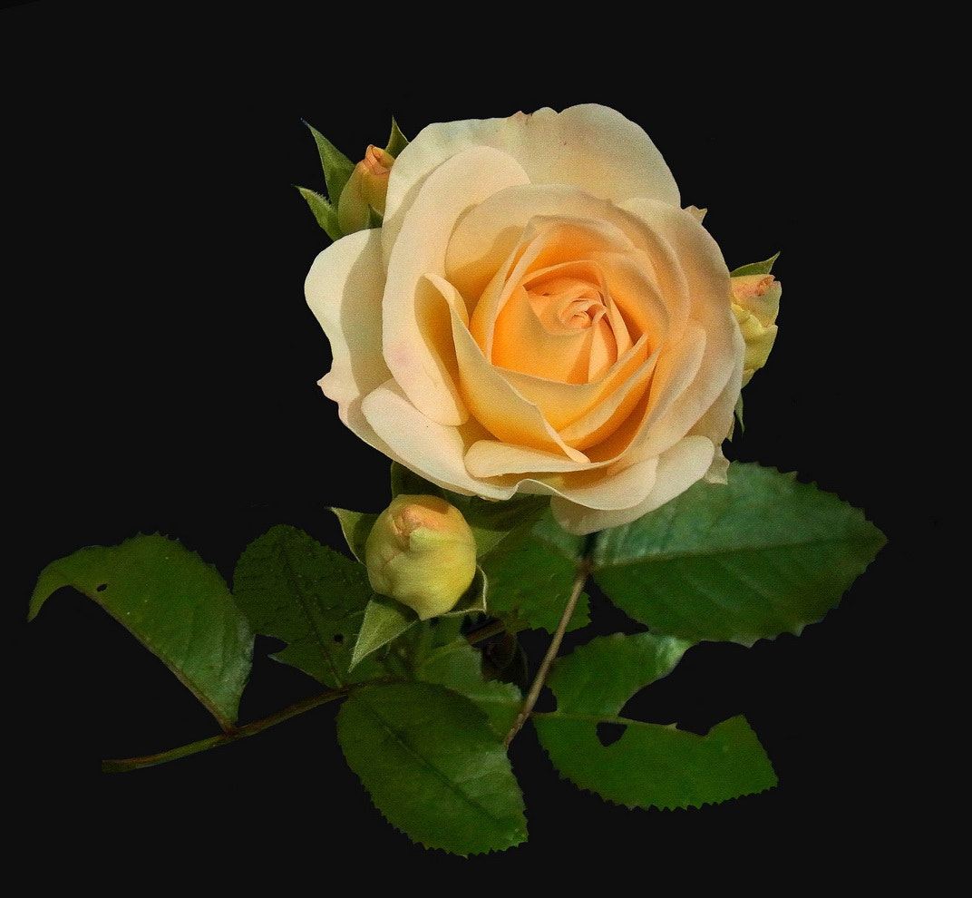 Ricoh CX5 sample photo. Rose blanche photography