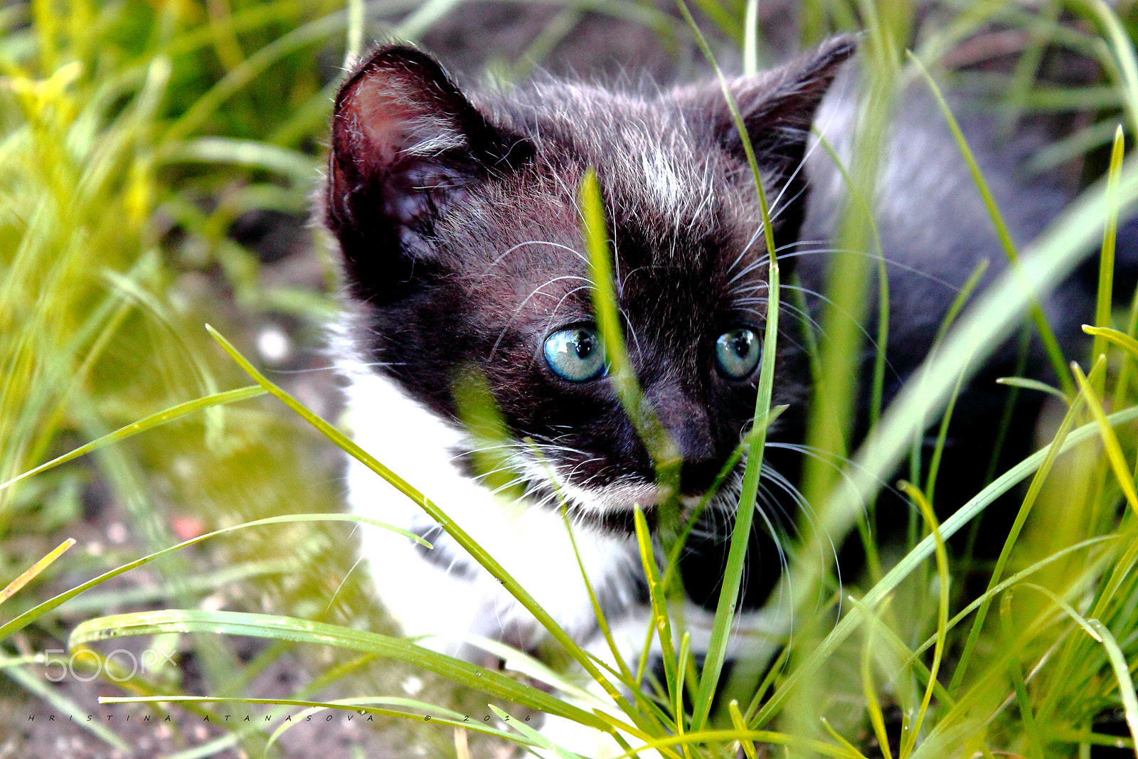 Canon EF-S 18-55mm F3.5-5.6 IS sample photo. Catch of the day... photography