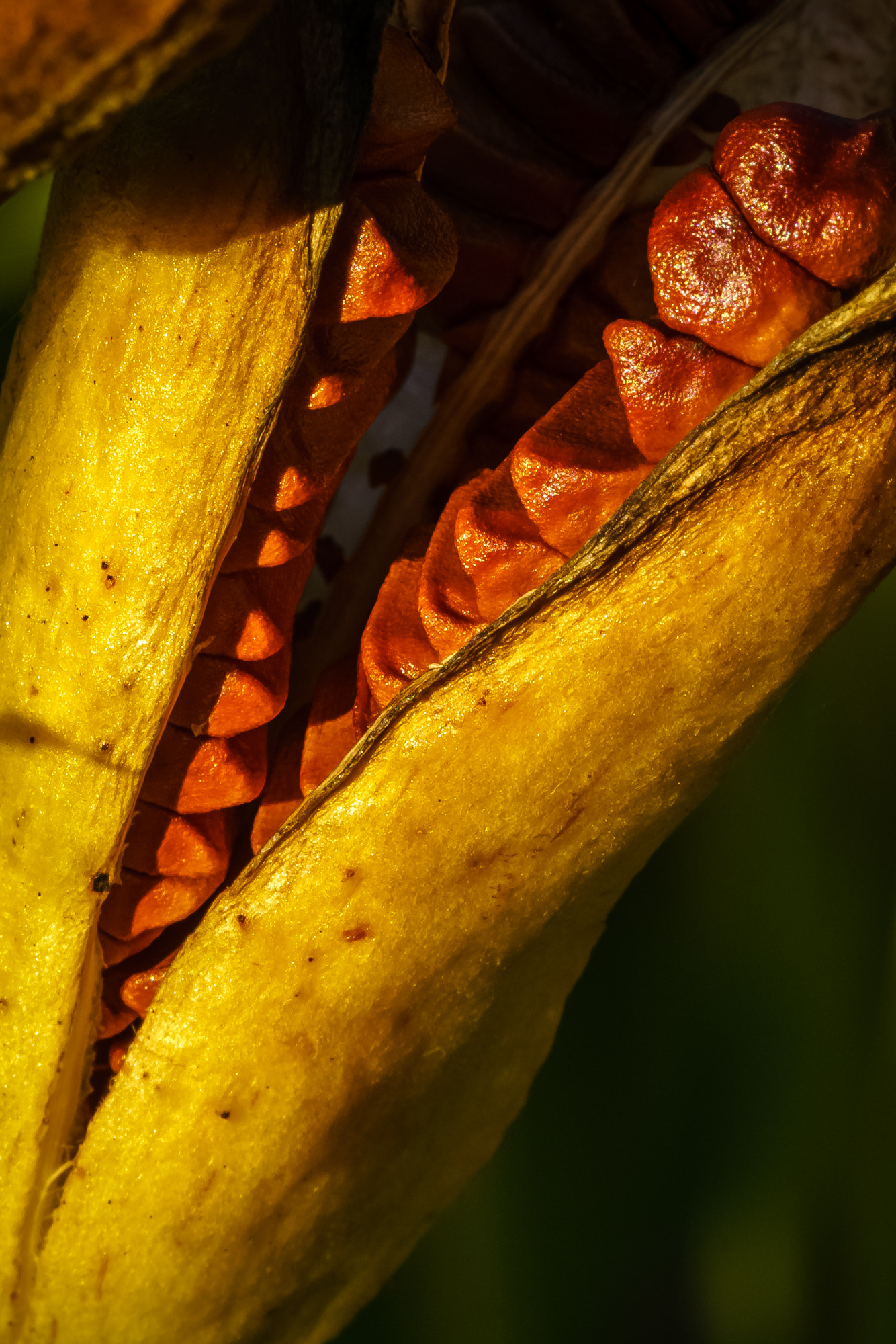 Sony a7R II + Canon EF 100mm F2.8L Macro IS USM sample photo. Daylily seed pod photography