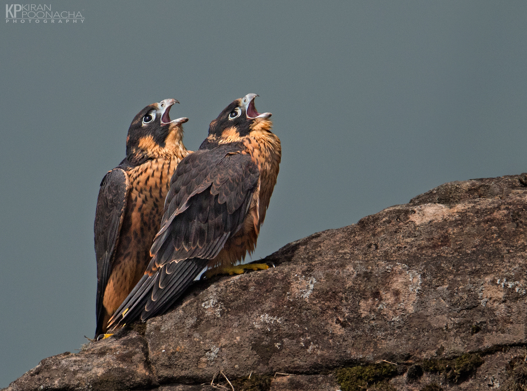 Canon EF 600mm F4L IS II USM sample photo. Shaheen falcon kids photography
