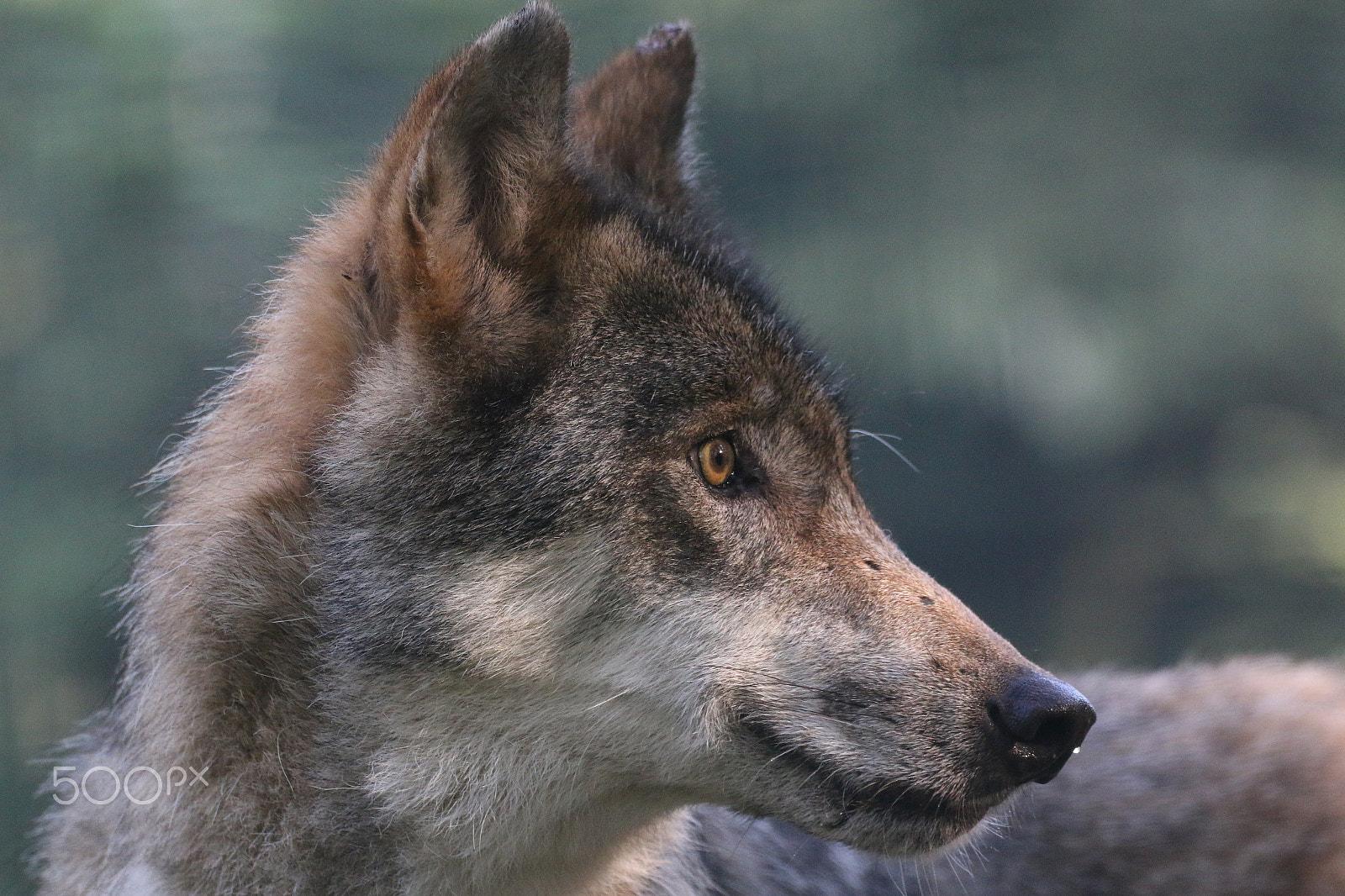 Sigma 150-600mm F5-6.3 DG OS HSM | C sample photo. Focussiert ... photography