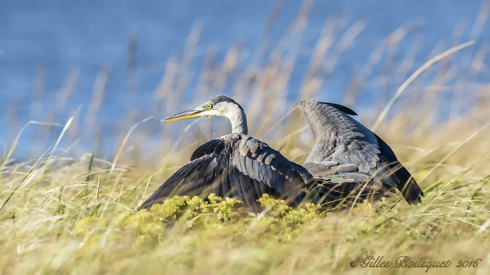 Nikon D810 + Nikon AF-S Nikkor 400mm F2.8G ED VR II sample photo. Great blue héron photography