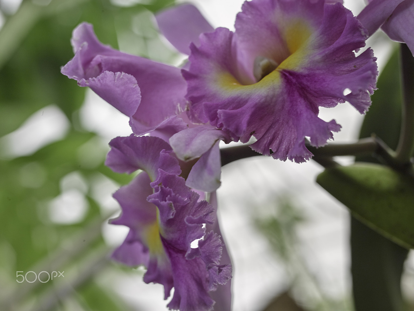 Leaf Credo 80 sample photo. Orchids at the conservatory of flowers photography