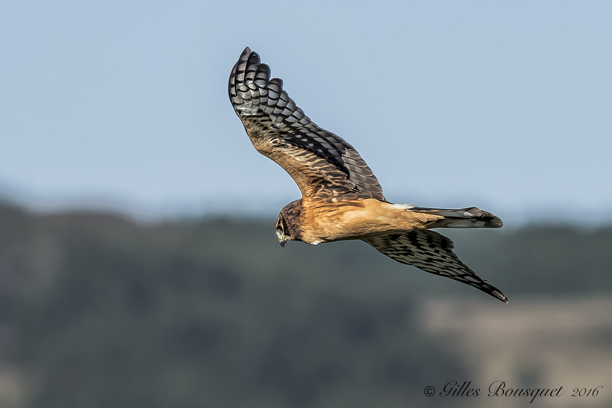 Nikon AF-S Nikkor 400mm F2.8G ED VR II sample photo. Northern harrier photography
