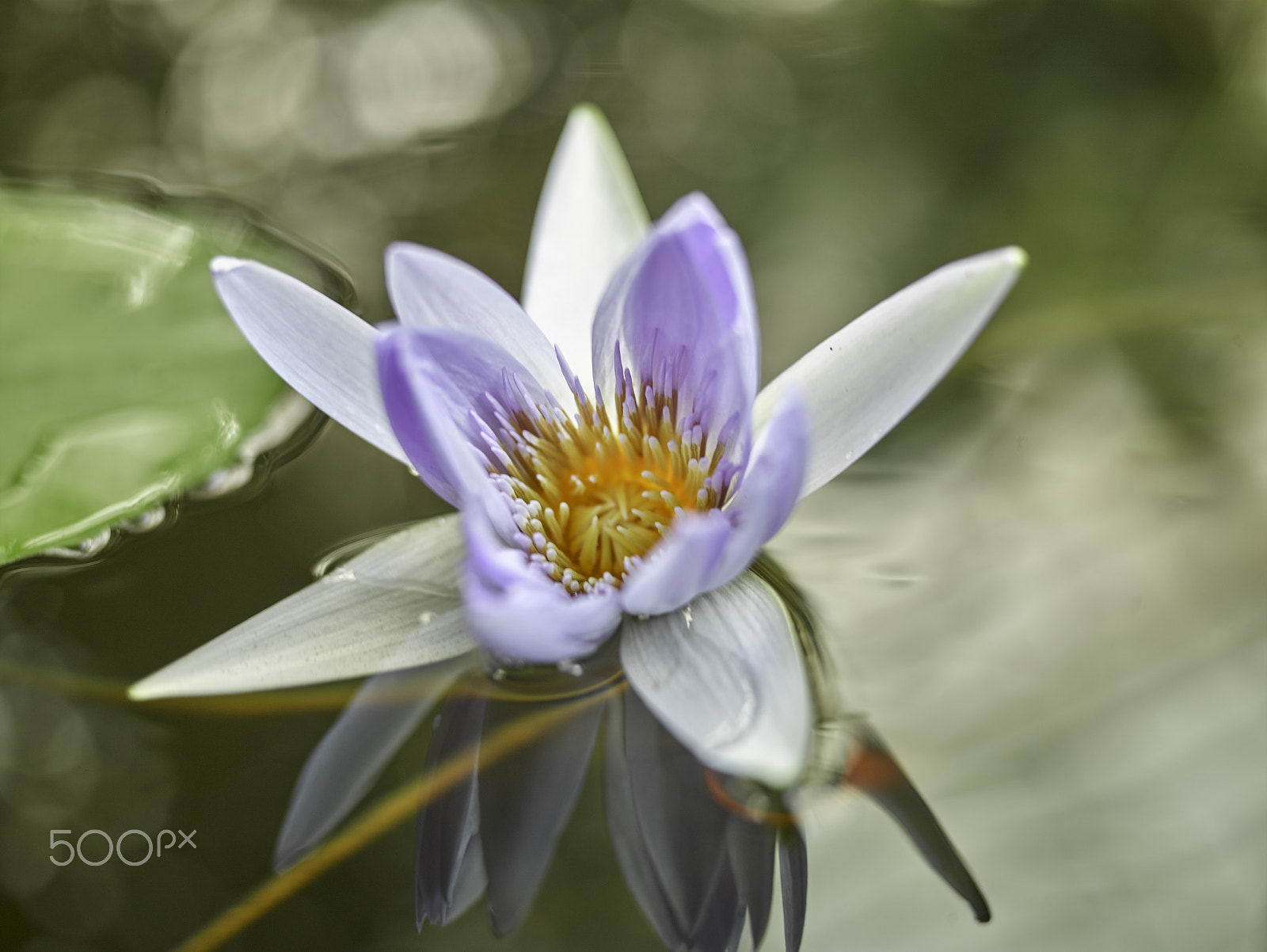 Leaf Credo 80 sample photo. Water lily at the conservatory of flowers photography