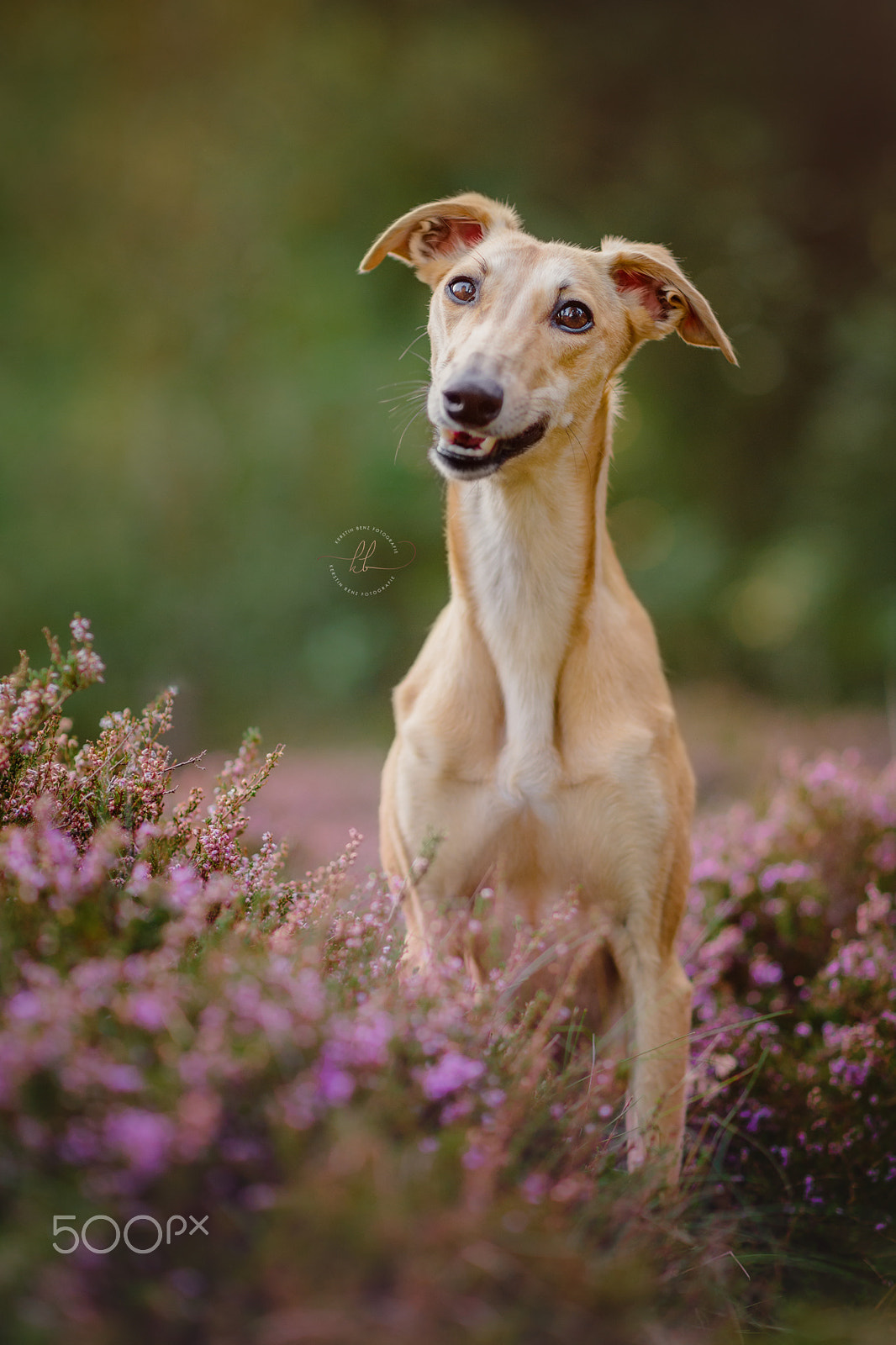 Nikon D4 + Nikon AF-S Nikkor 85mm F1.8G sample photo. Sunshine dog photography